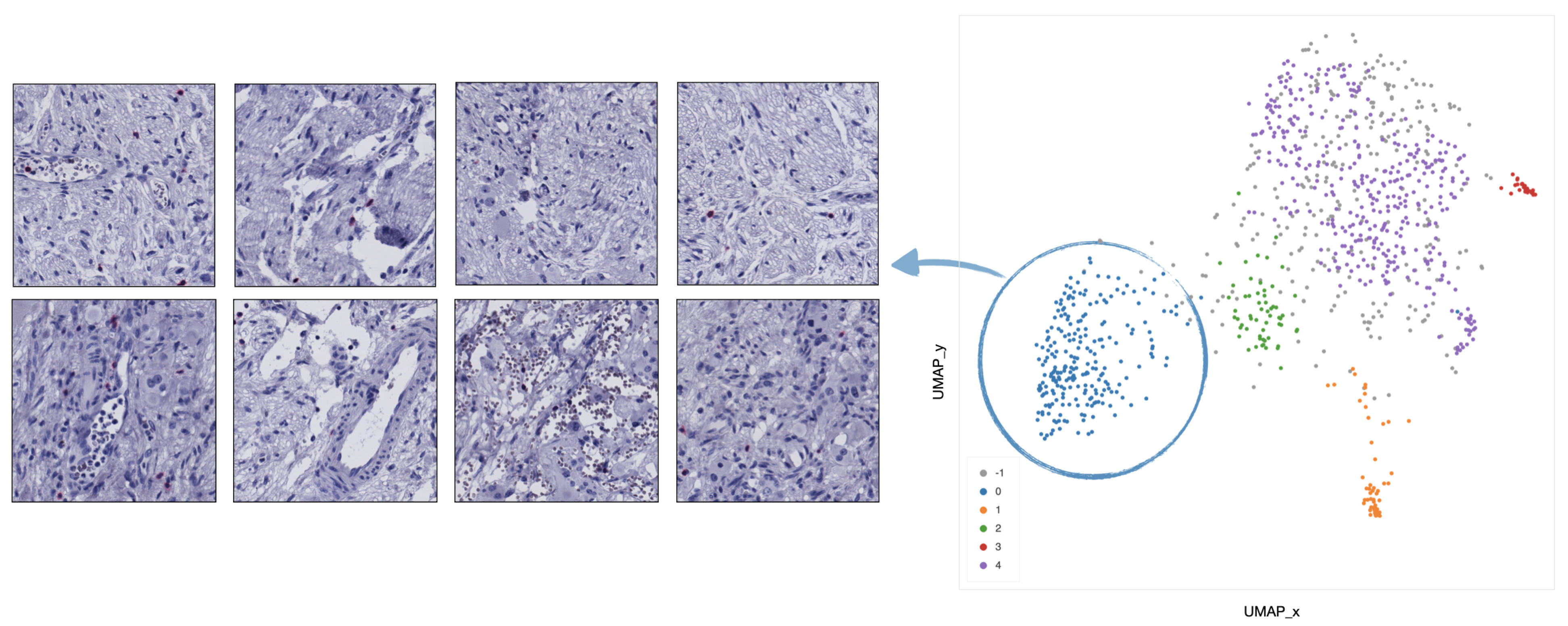 Ijms 22 08804 g009 550