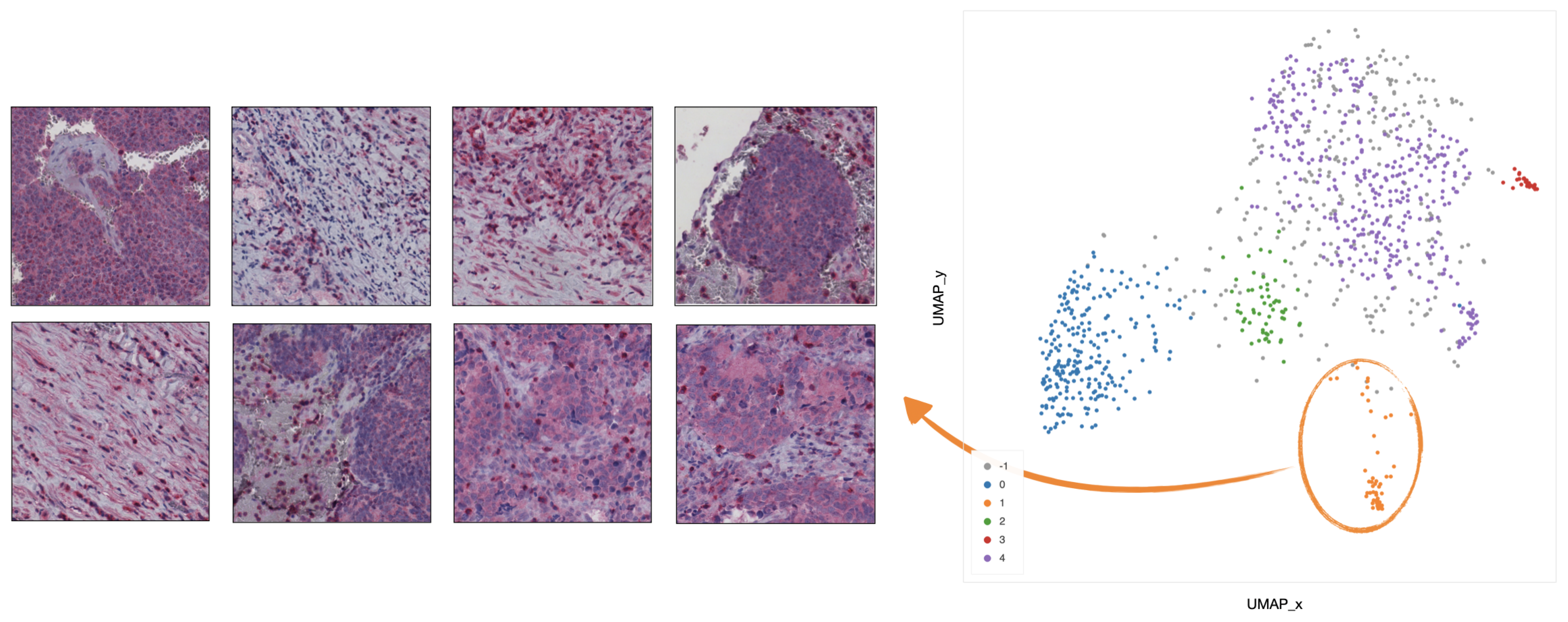 Ijms 22 08804 g010 550