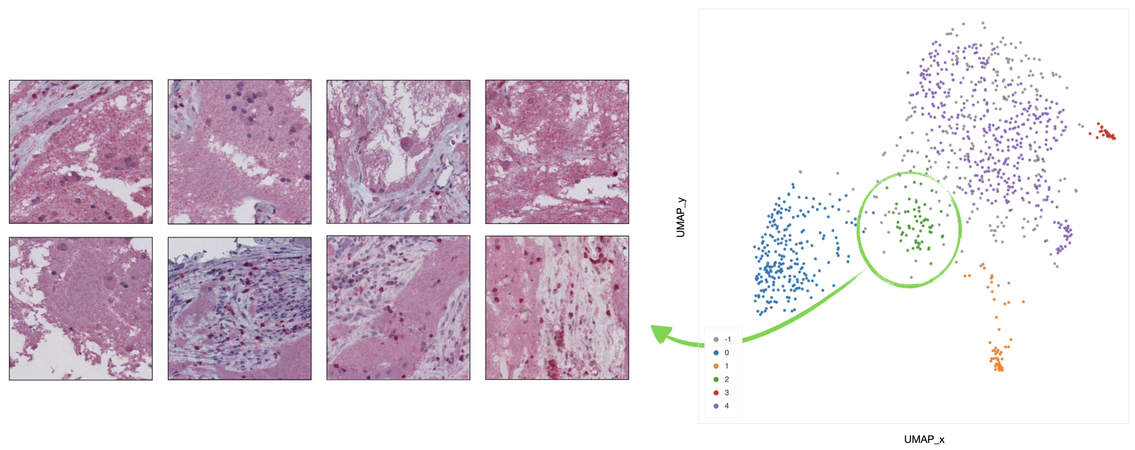 Ijms 22 08804 g011 550