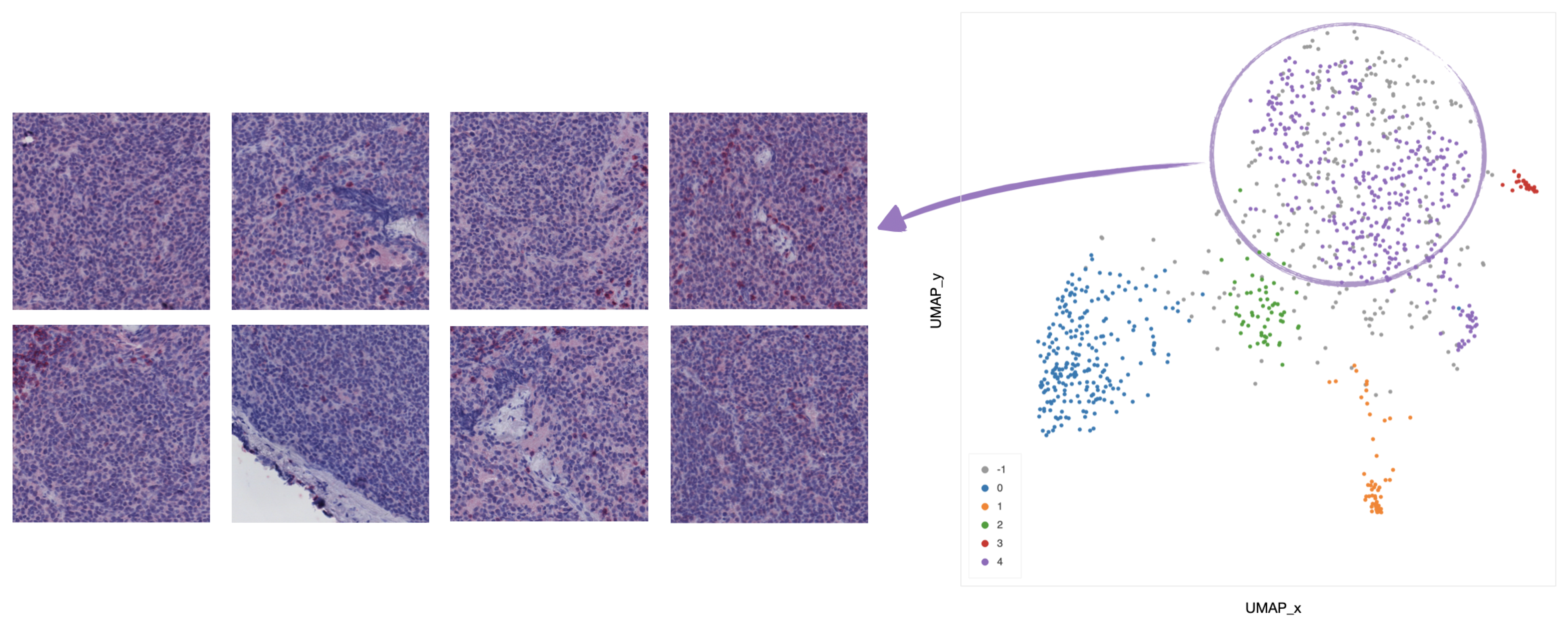 Ijms 22 08804 g013 550