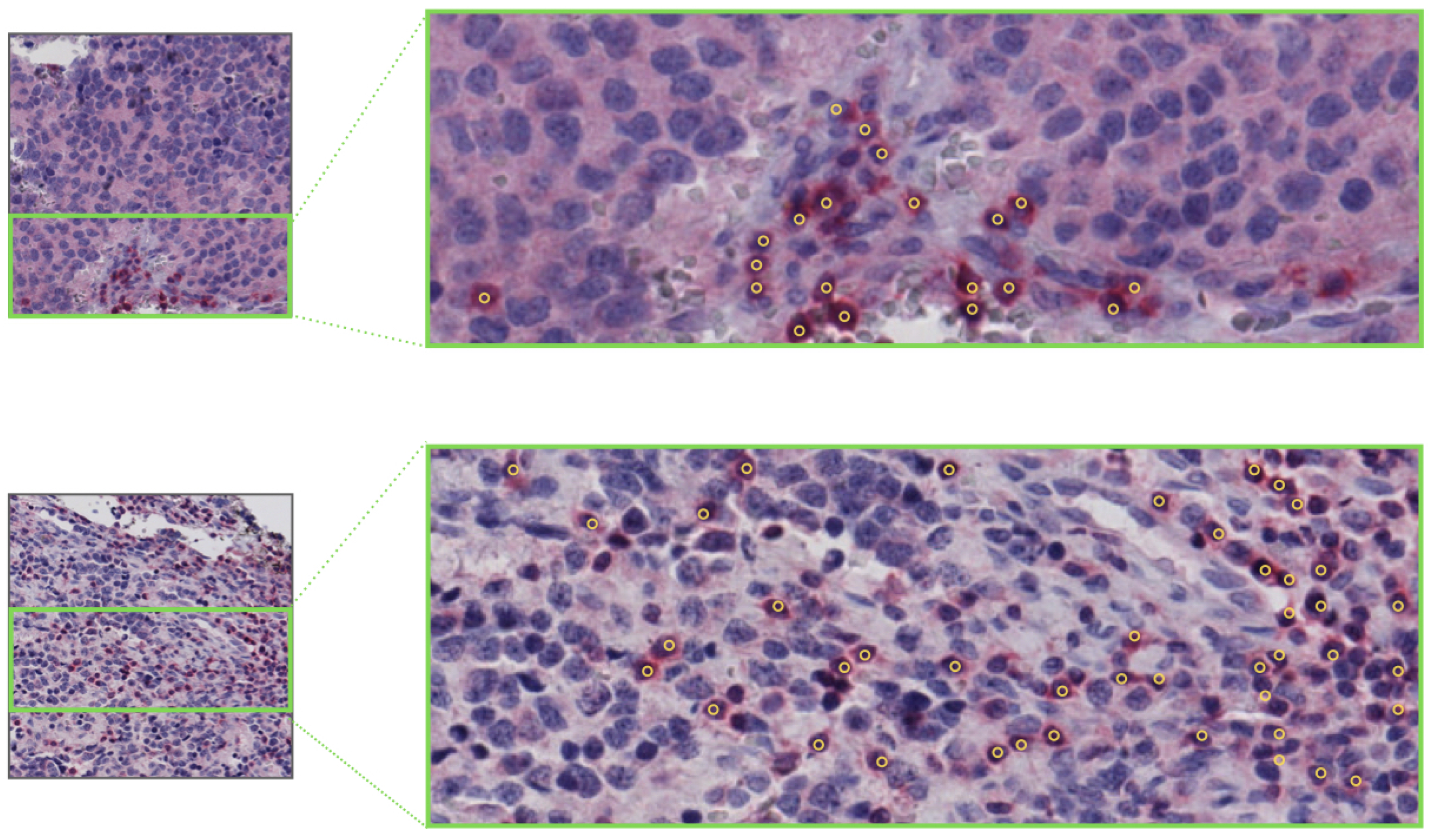 Ijms 22 08804 g021 550