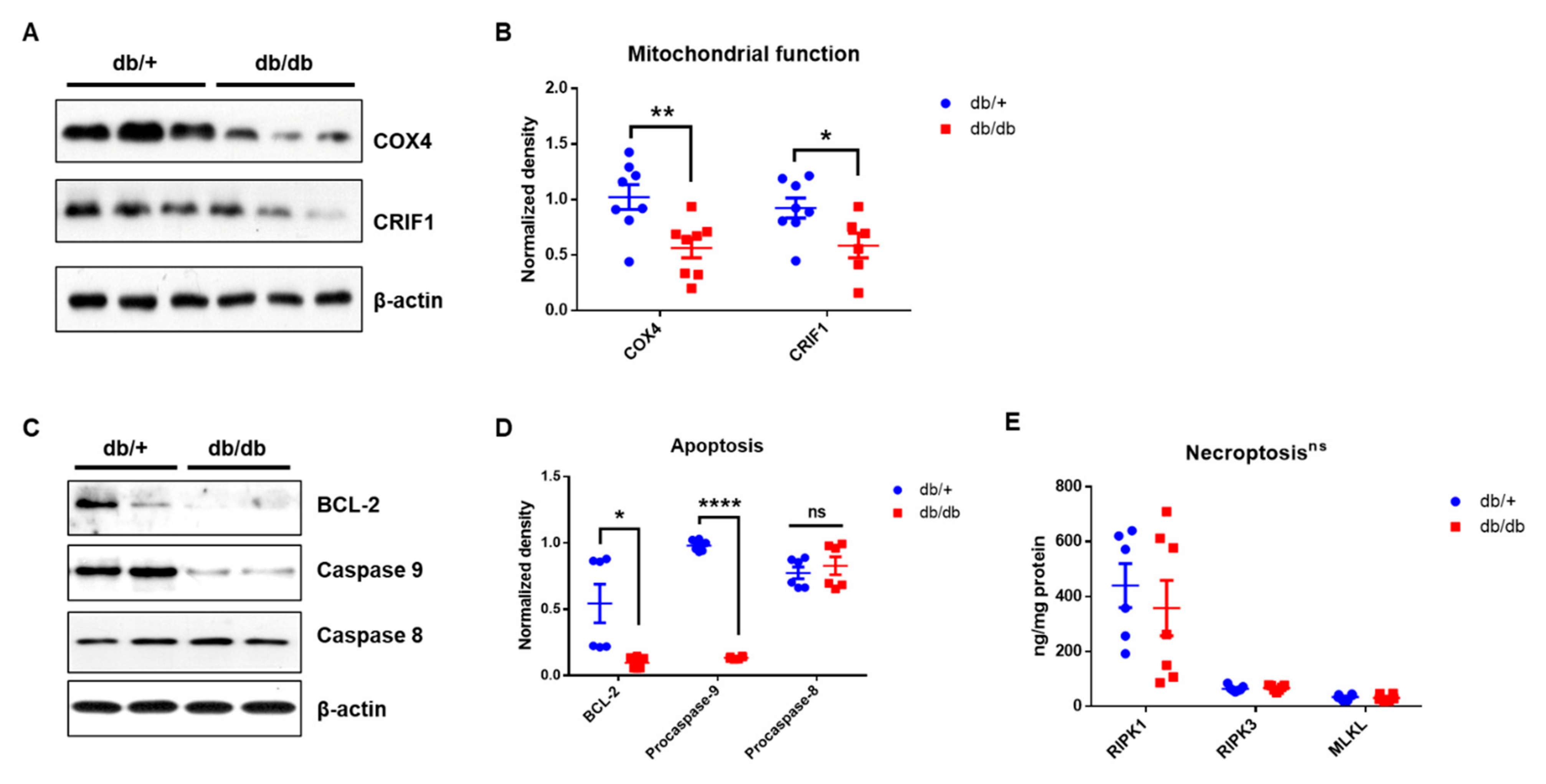 Ijms 22 08807 g008 550