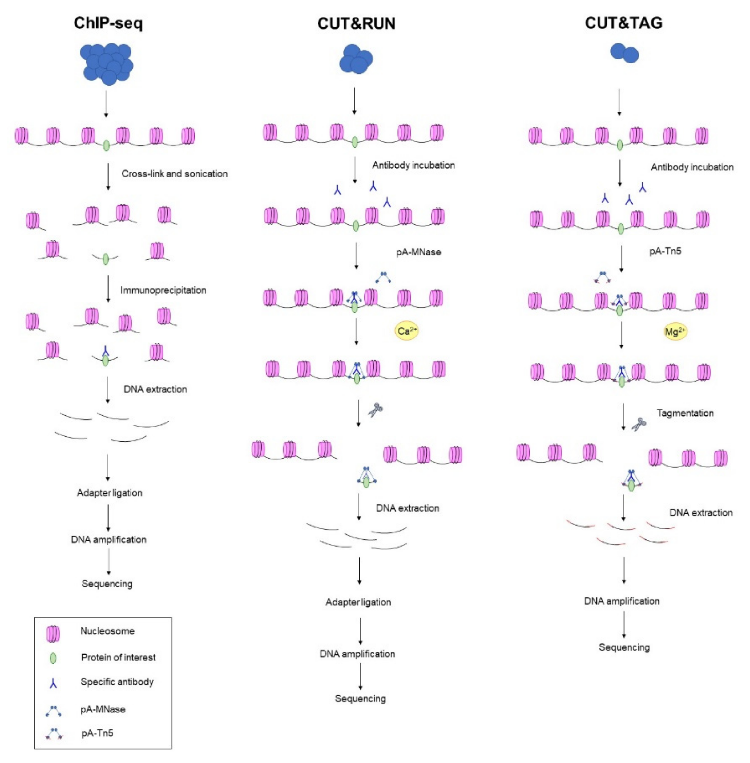 Ijms 22 08809 g004 Ijms 22 08809 g004