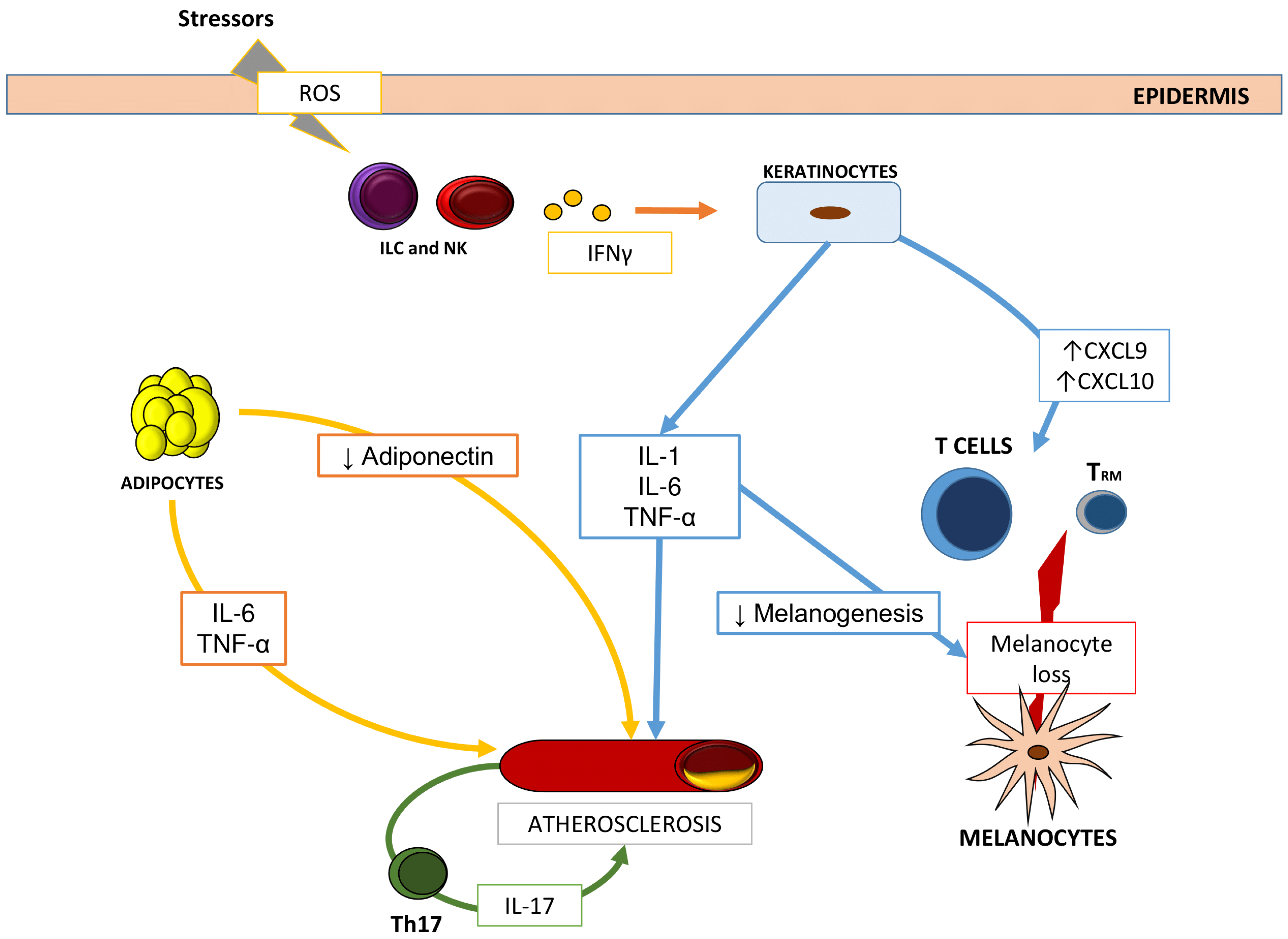 Ijms 22 08820 g002 550
