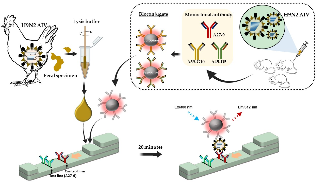 IJMS Free FullText Development of a Rapid Fluorescent Diagnostic System to Detect Subtype