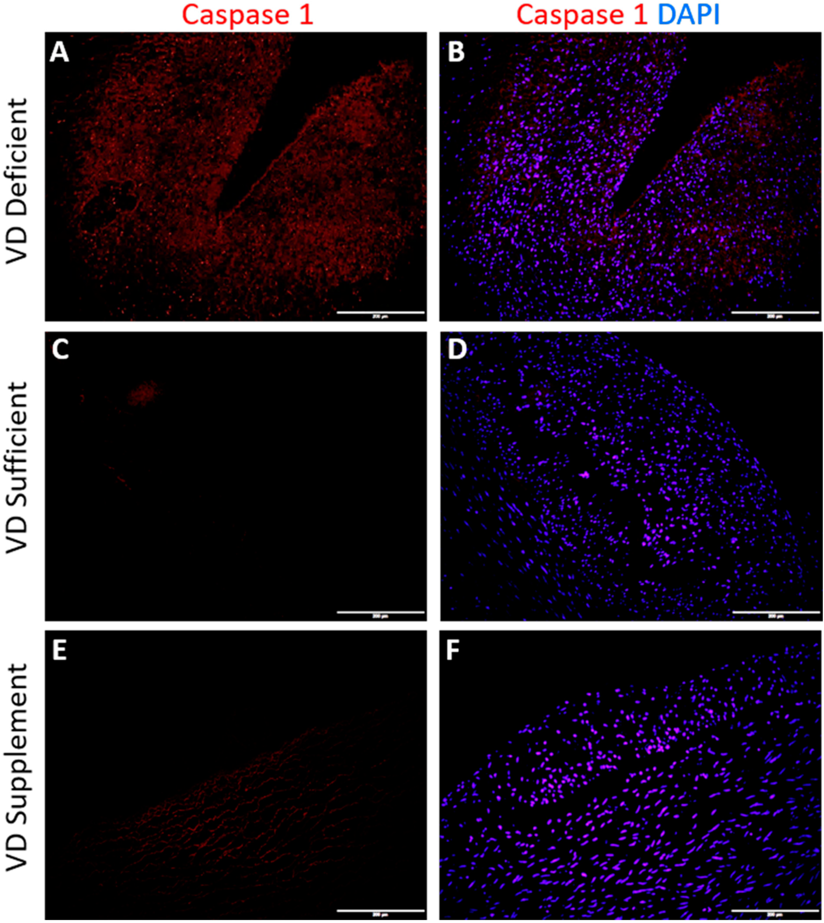 Ijms 22 08824 g003 550