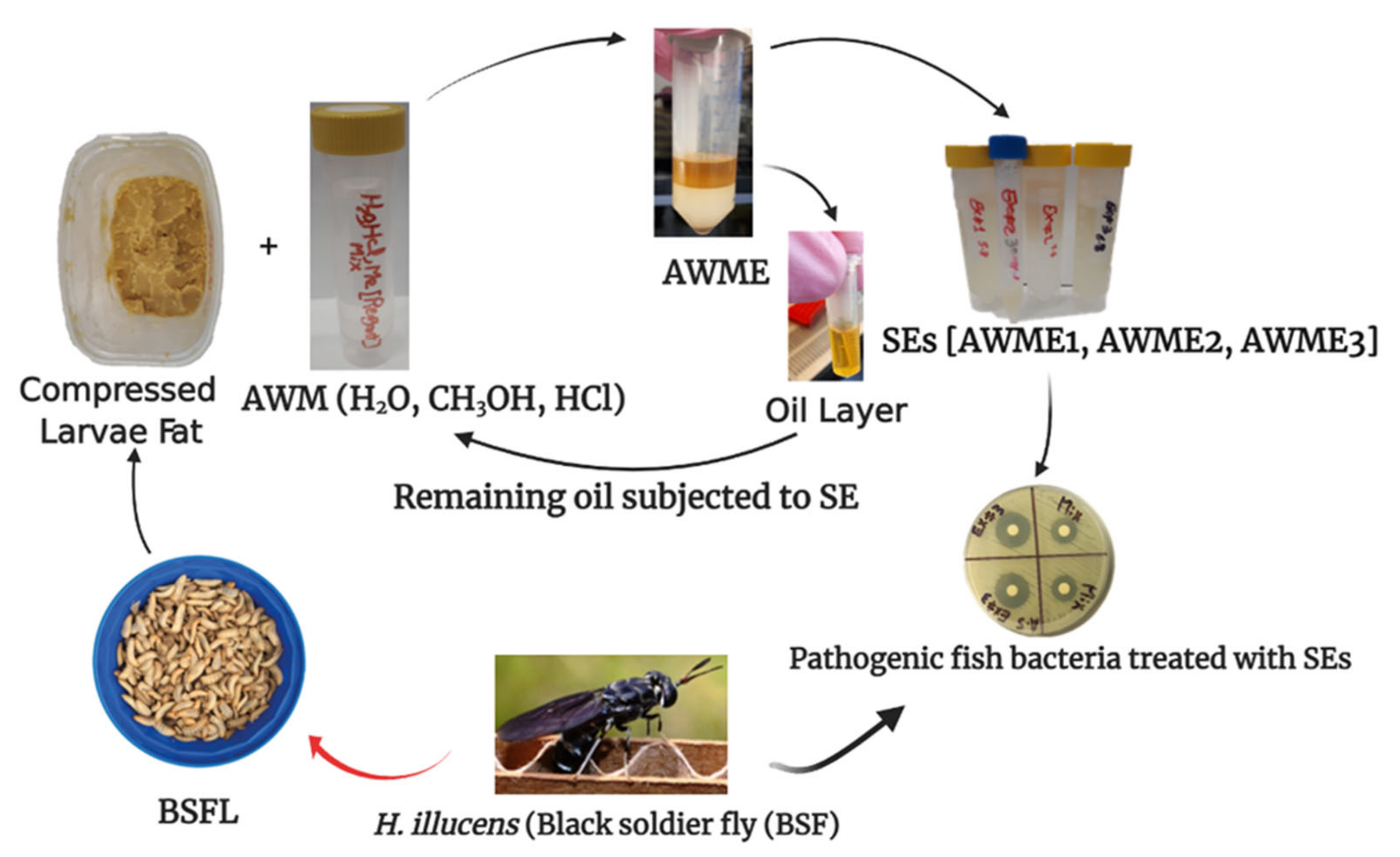 Ijms 22 08829 g001 550