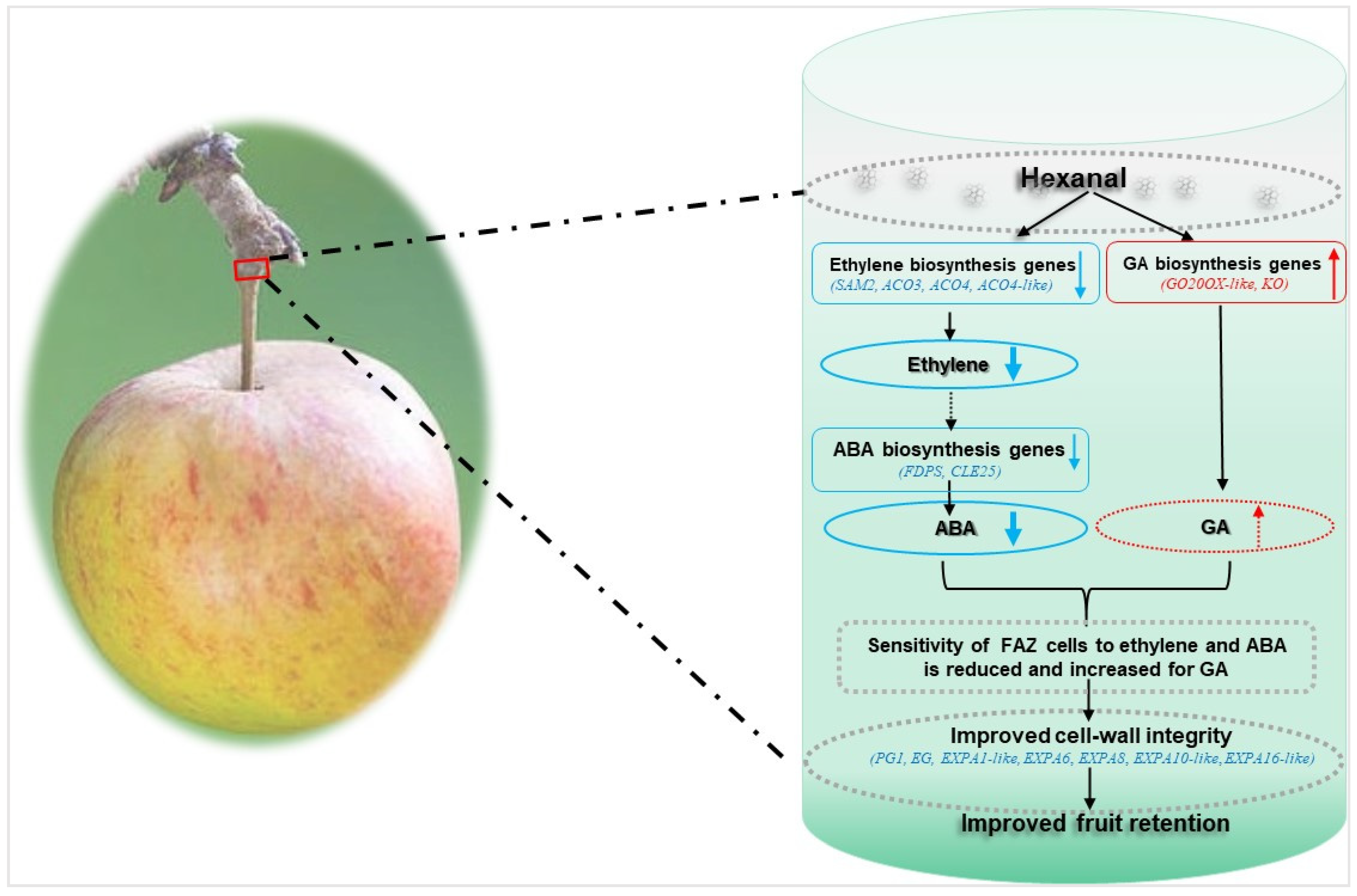 Ijms 22 08830 g007 550