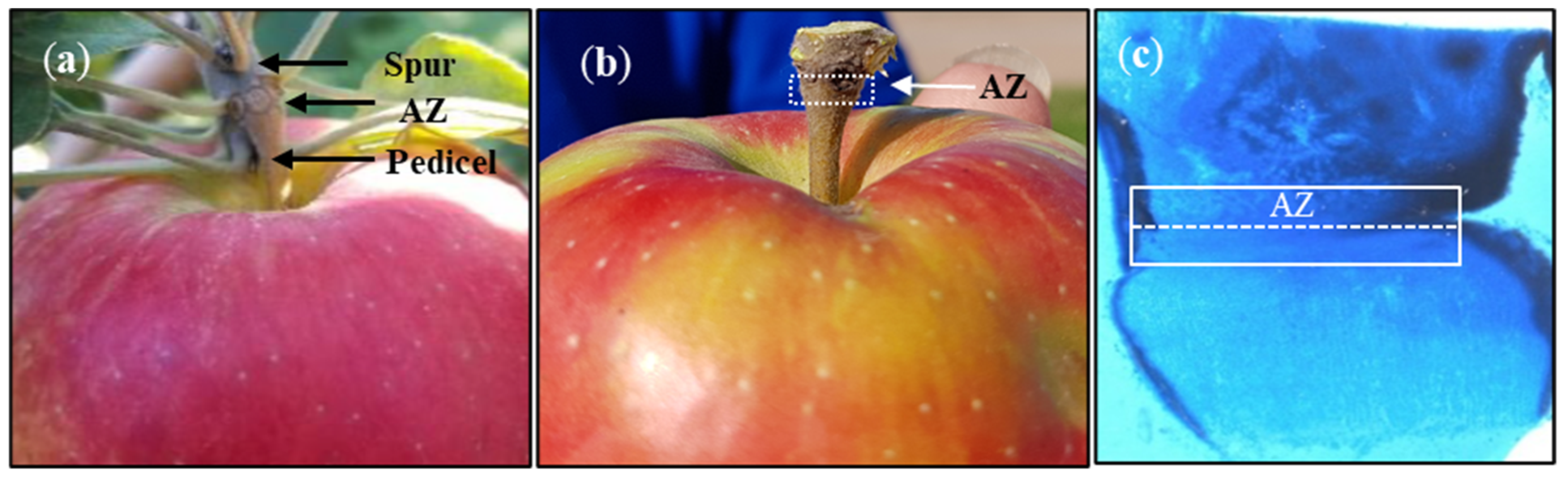 Ijms 22 08830 g008 550