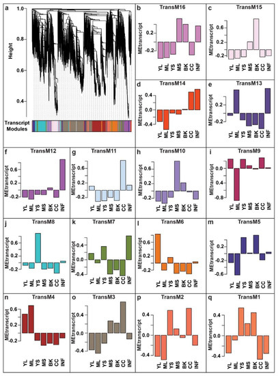 Gene-Metabolite Network Analysis Revealed Tissue-Specific