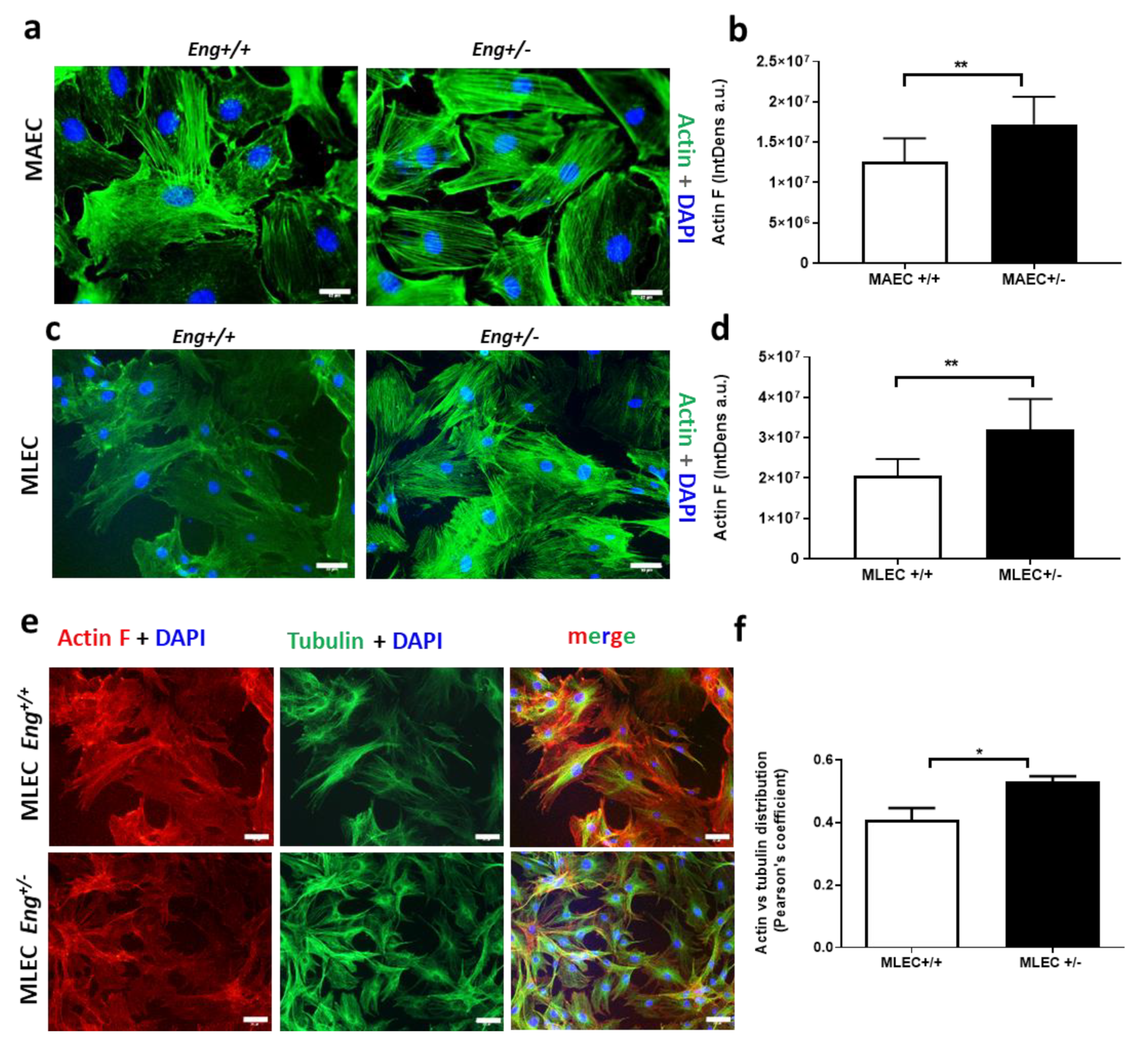 Ijms 22 08837 g004 Ijms 22 08837 g004
