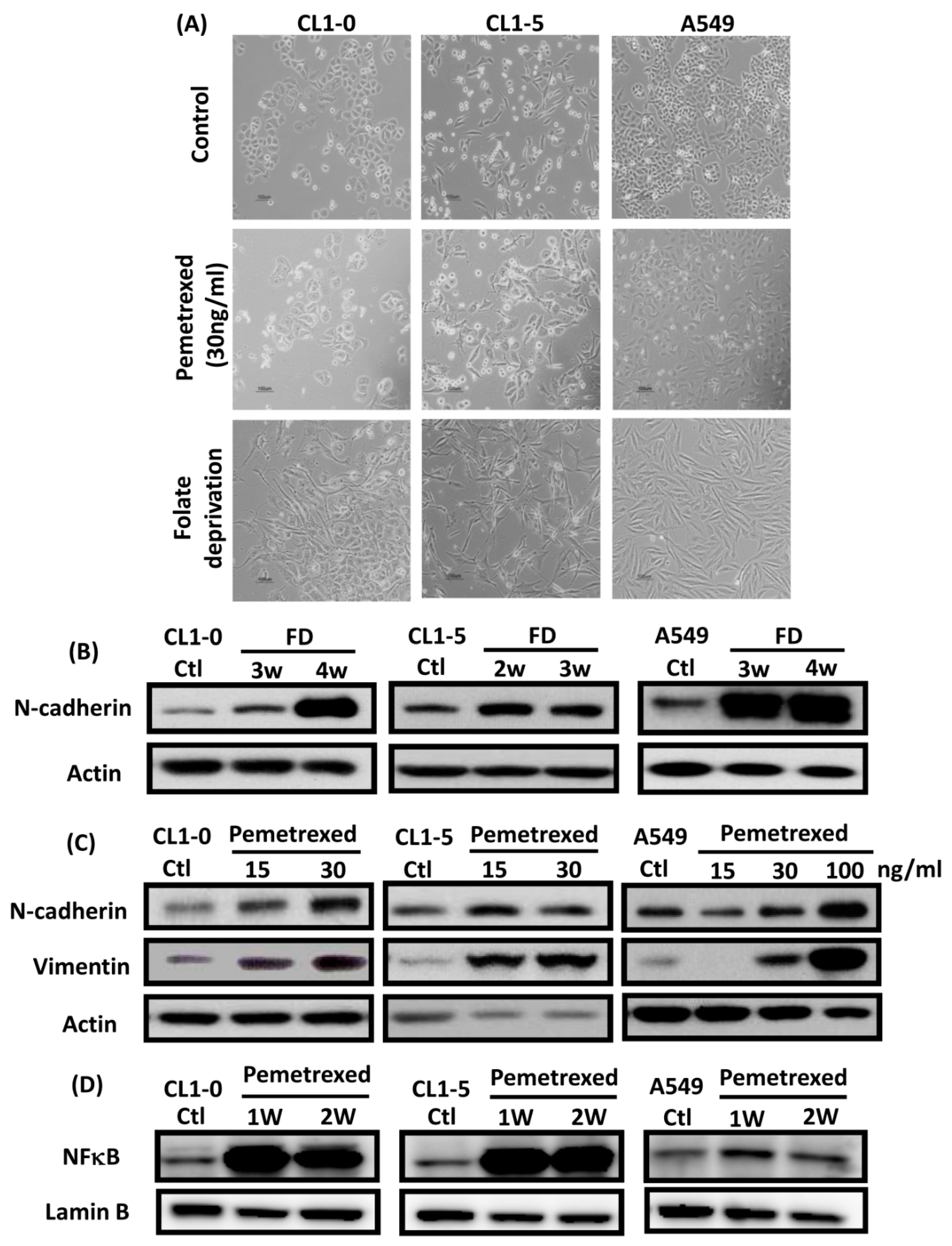 Ijms 22 08838 g001 550