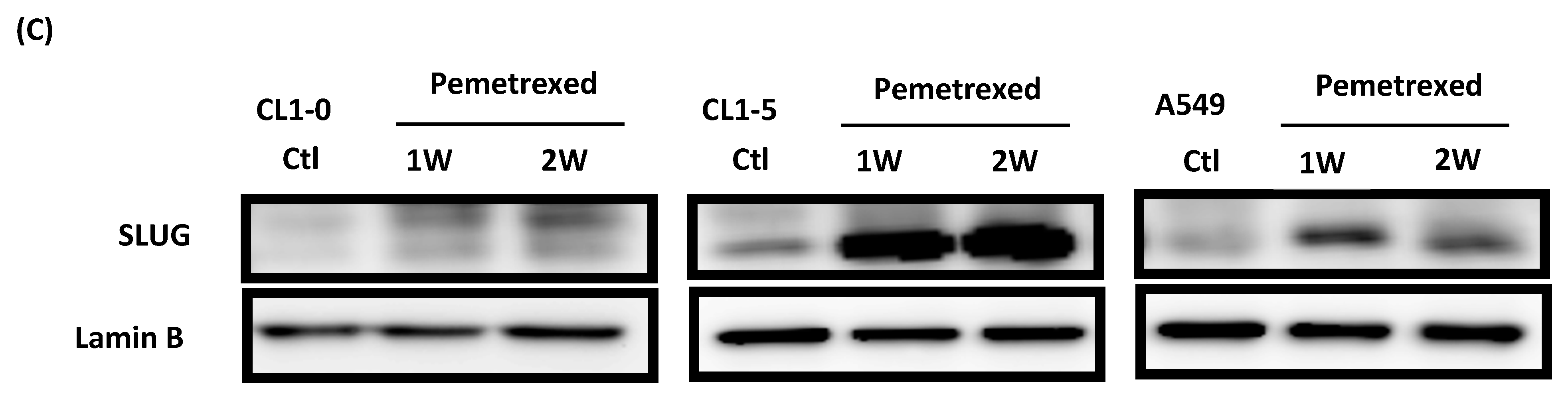 Ijms 22 08838 g004c 550