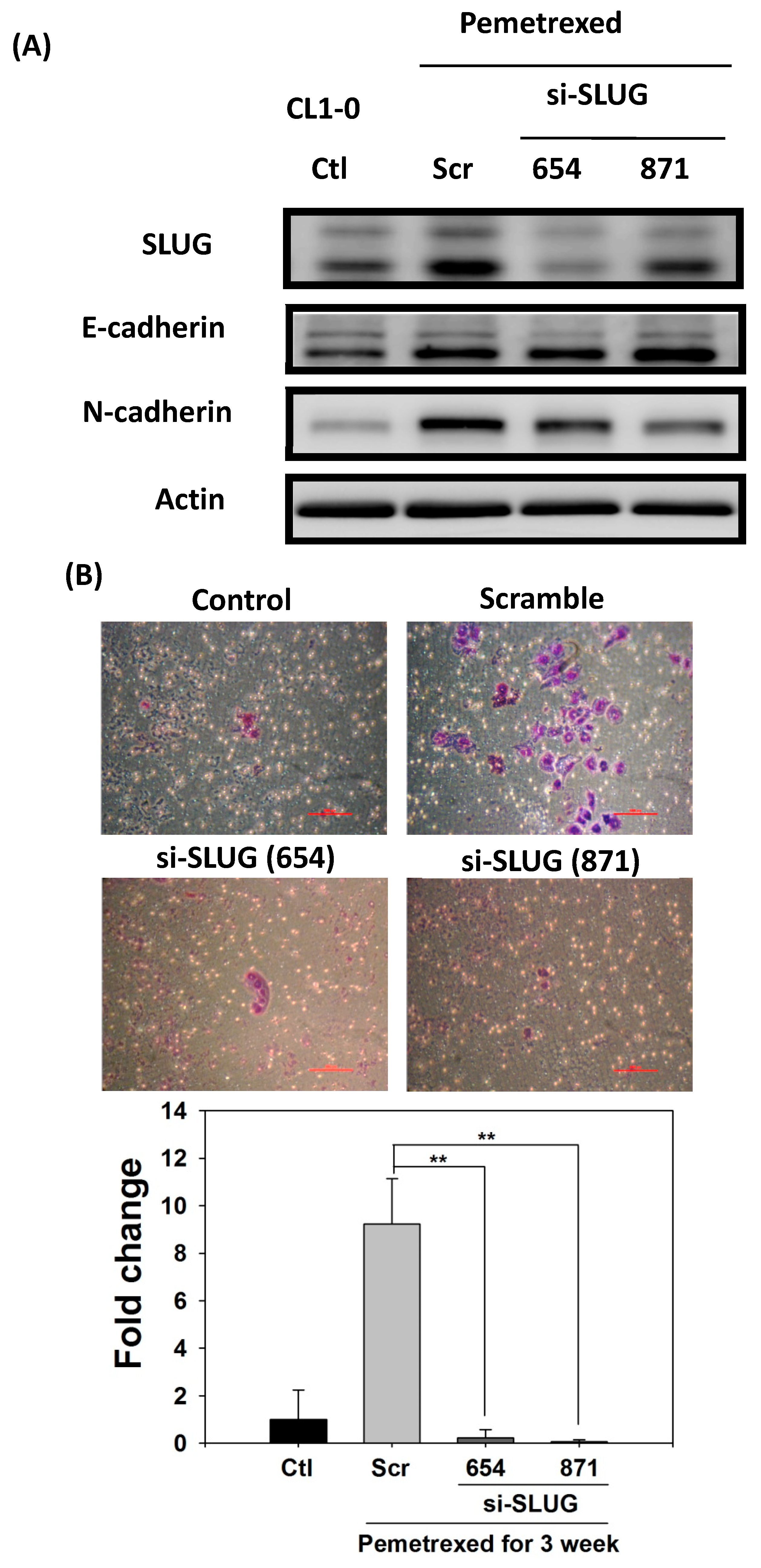 Ijms 22 08838 g005a 550