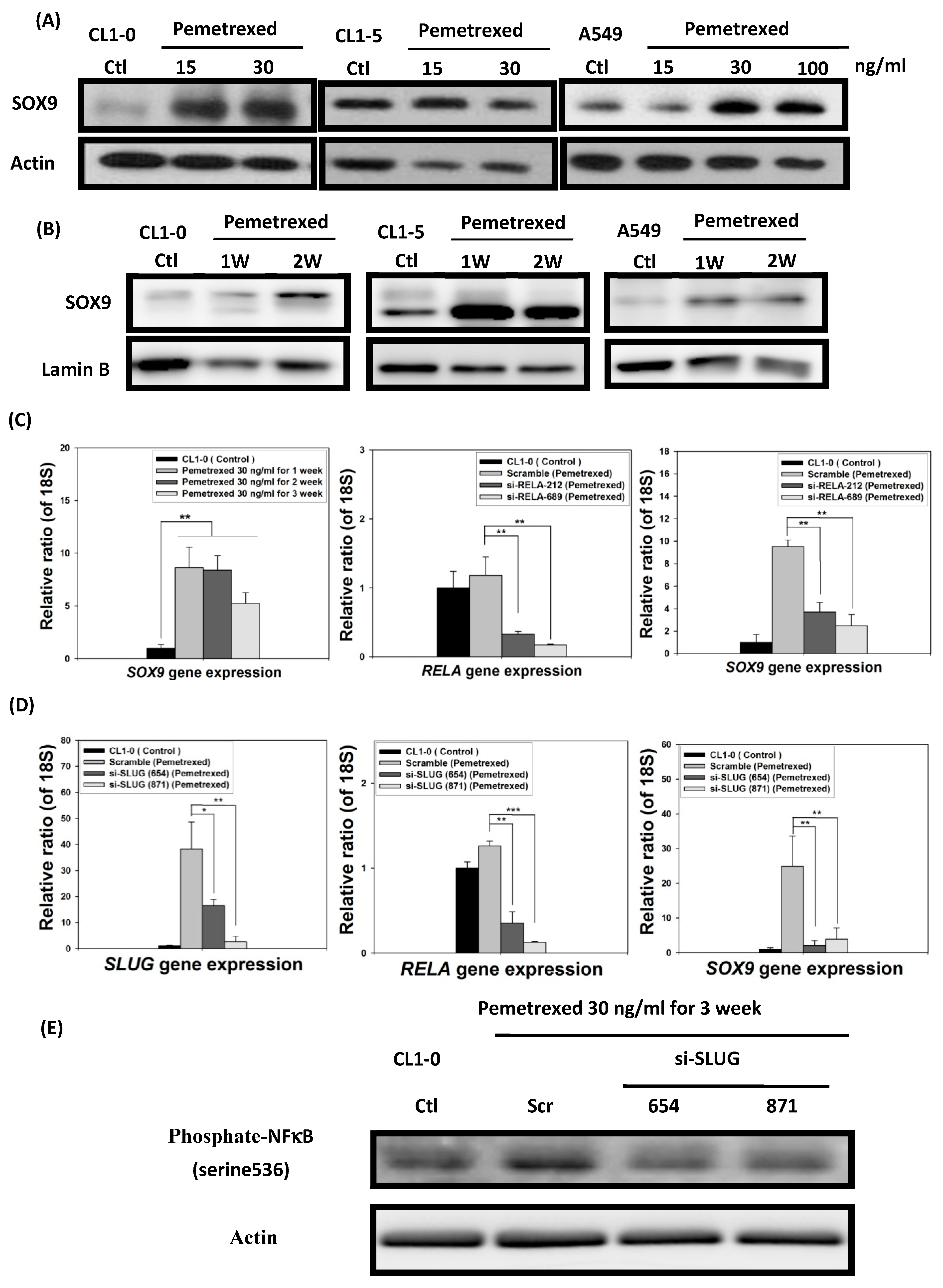 Ijms 22 08838 g006 550