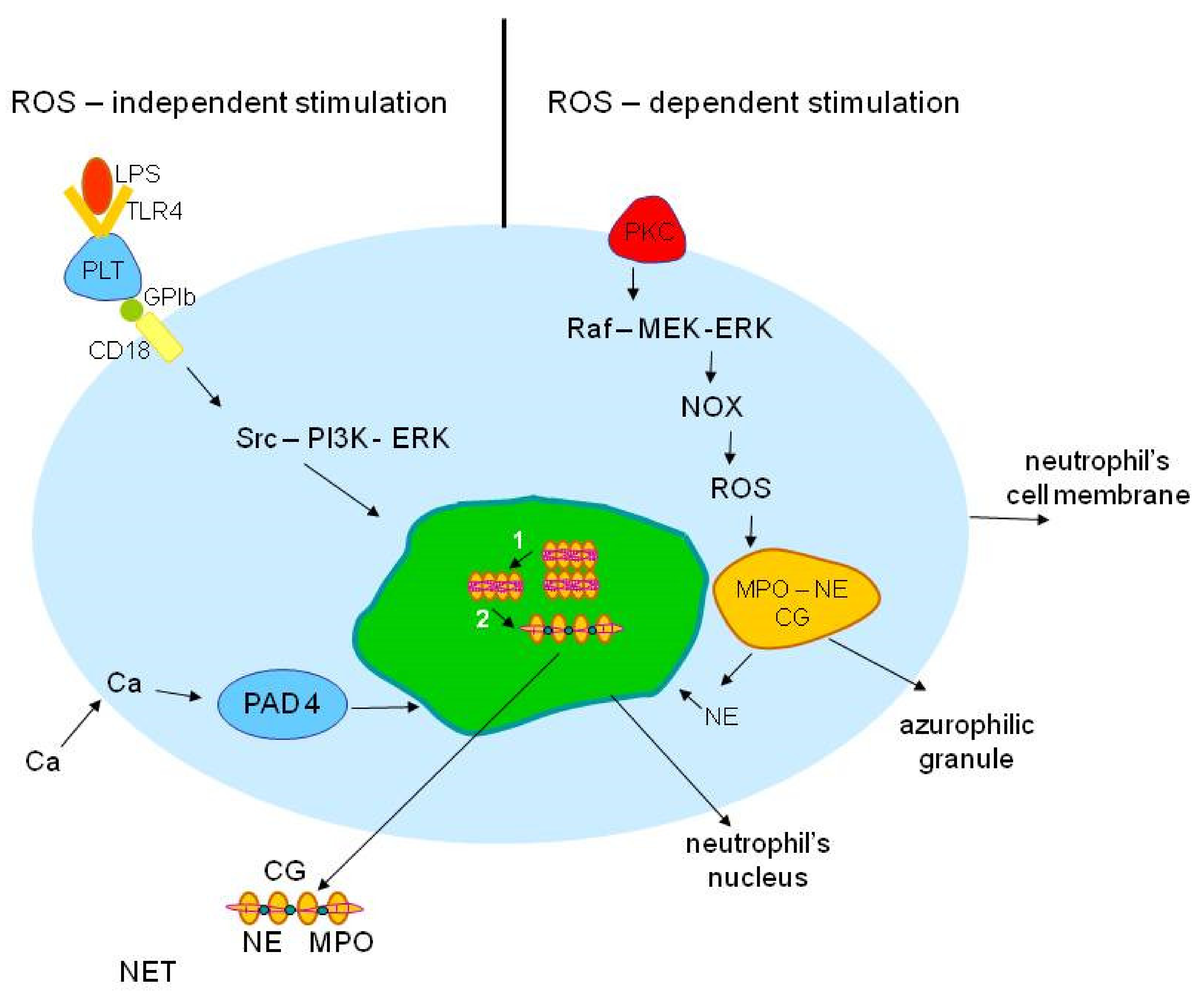 Ijms 22 08854 g001 550