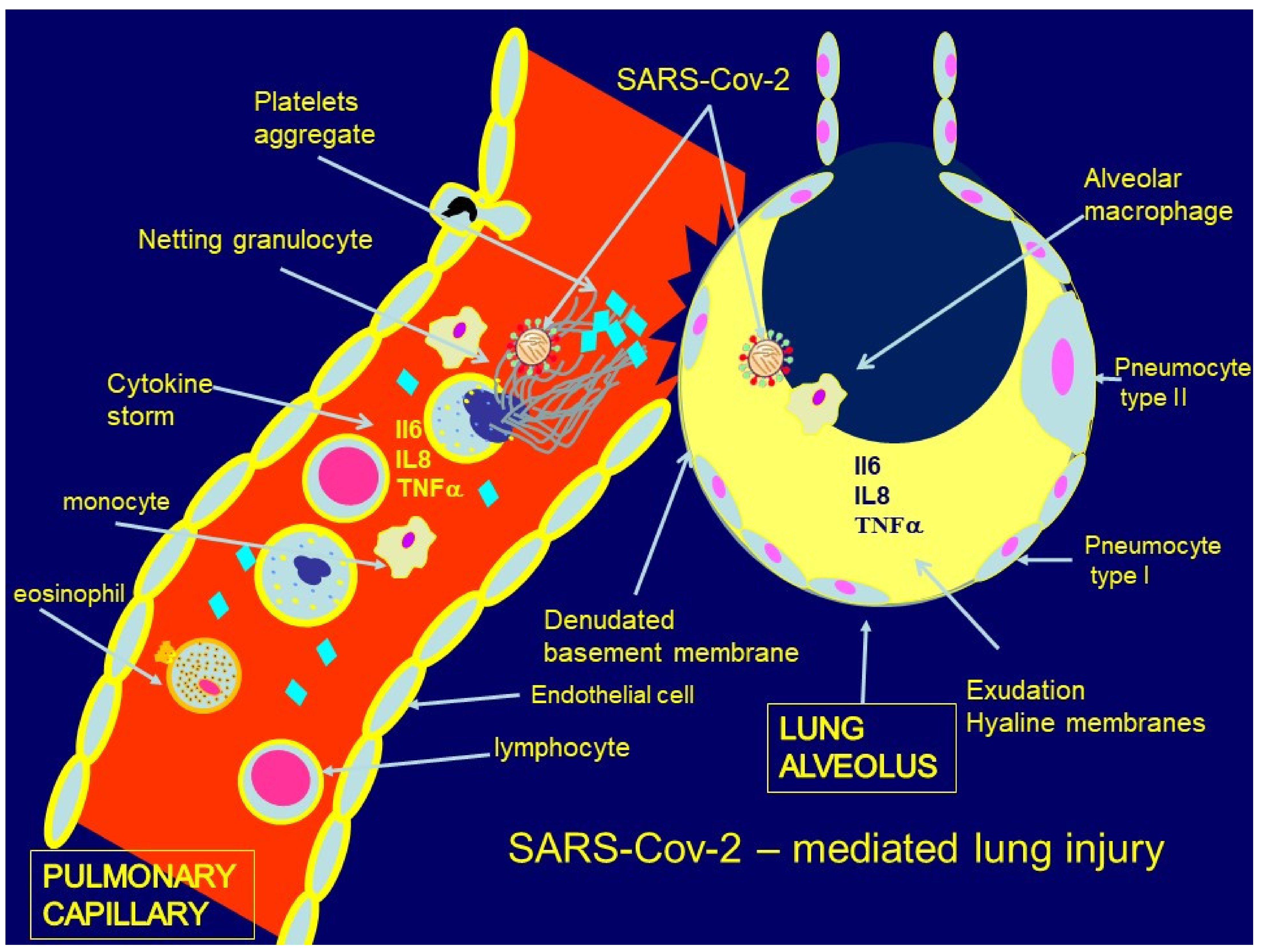 Ijms 22 08854 g002 550