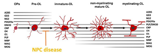 Niemann-Pick disease type C. The diagram represents subtypes and