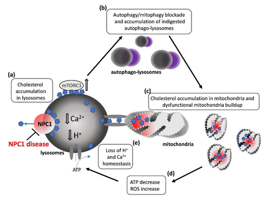 A new regulatory mechanism of STARD1 in Niemann-Pick disease type C (NPC),  discovered