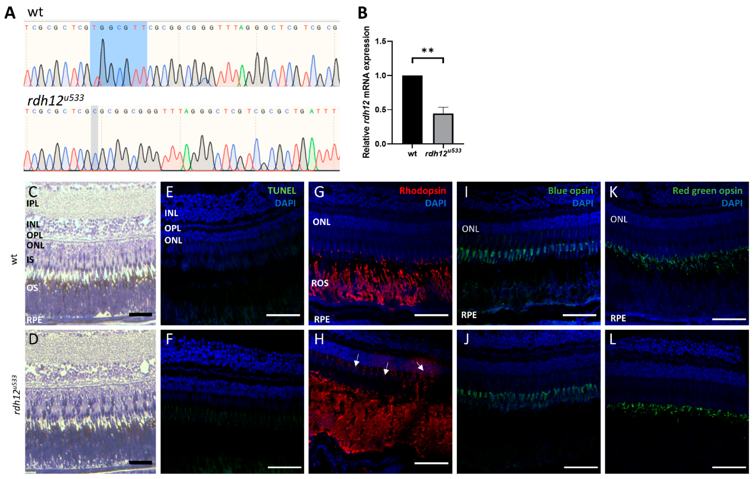 Ijms 22 08863 g004 550