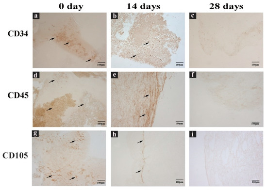 Ijms 22 08867 g004 550