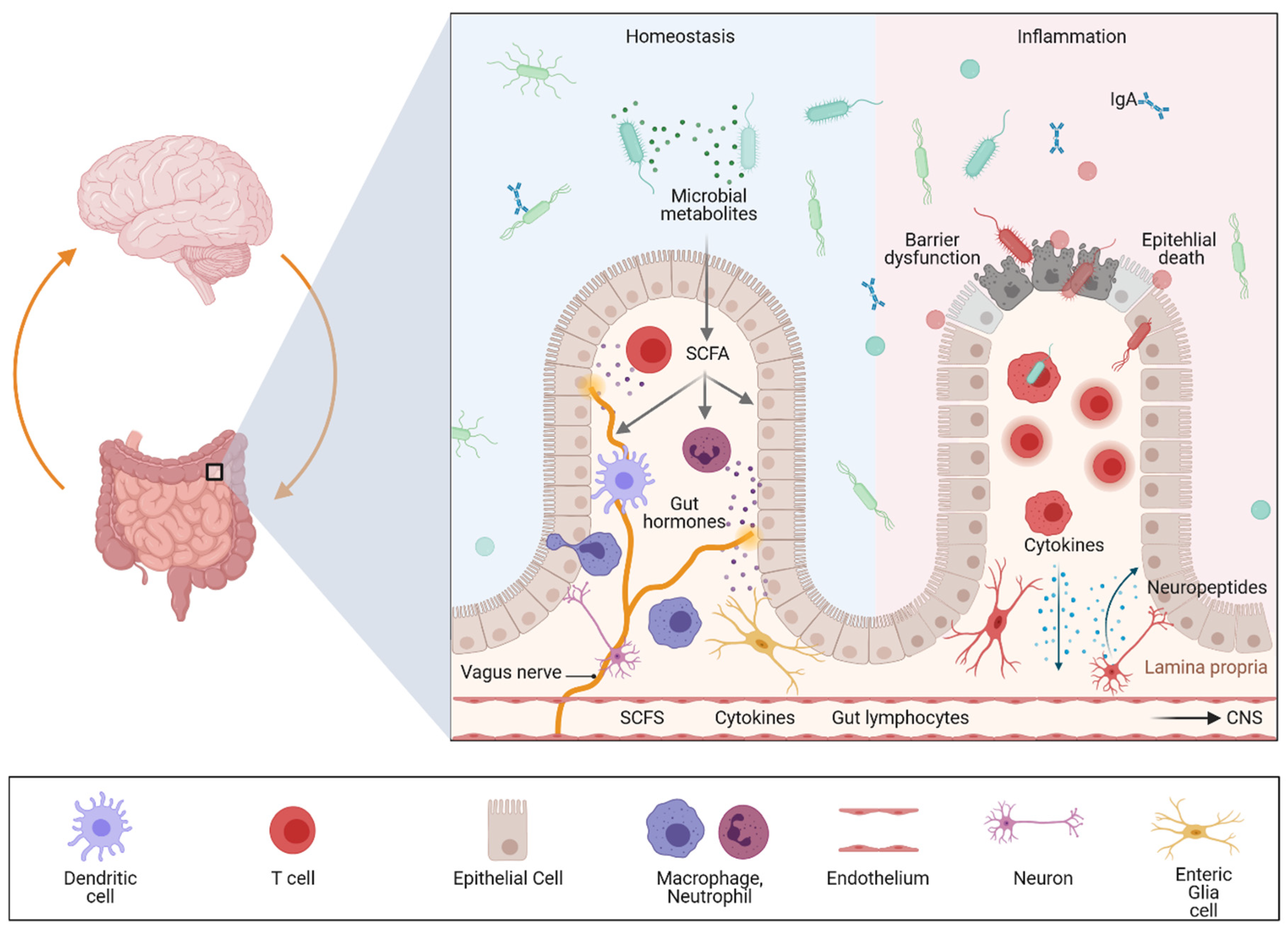 Ijms 22 08870 g001 Ijms 22 08870 g001