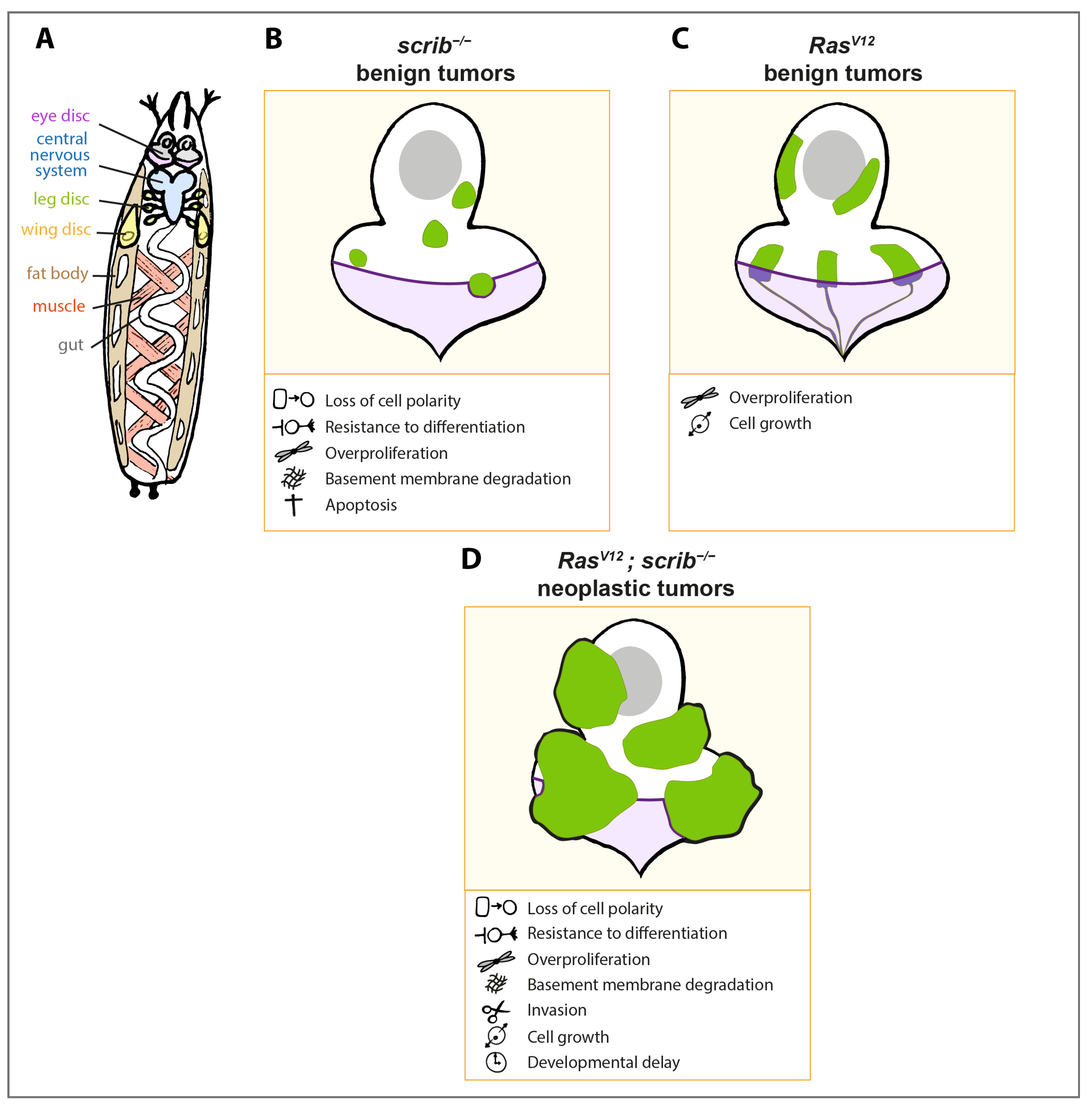 Ijms 22 08873 g001 Ijms 22 08873 g001