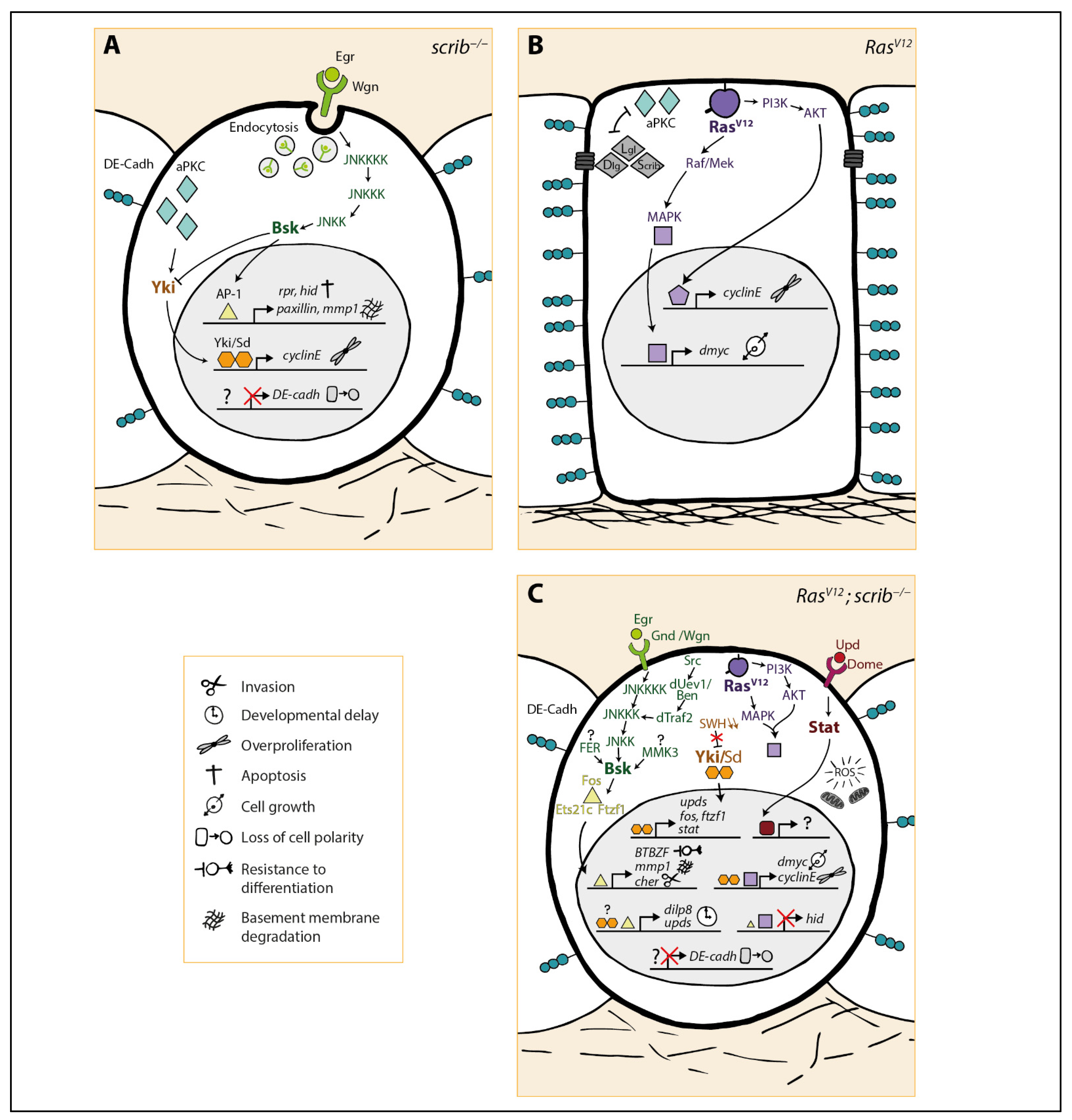 Ijms 22 08873 g002 Ijms 22 08873 g002