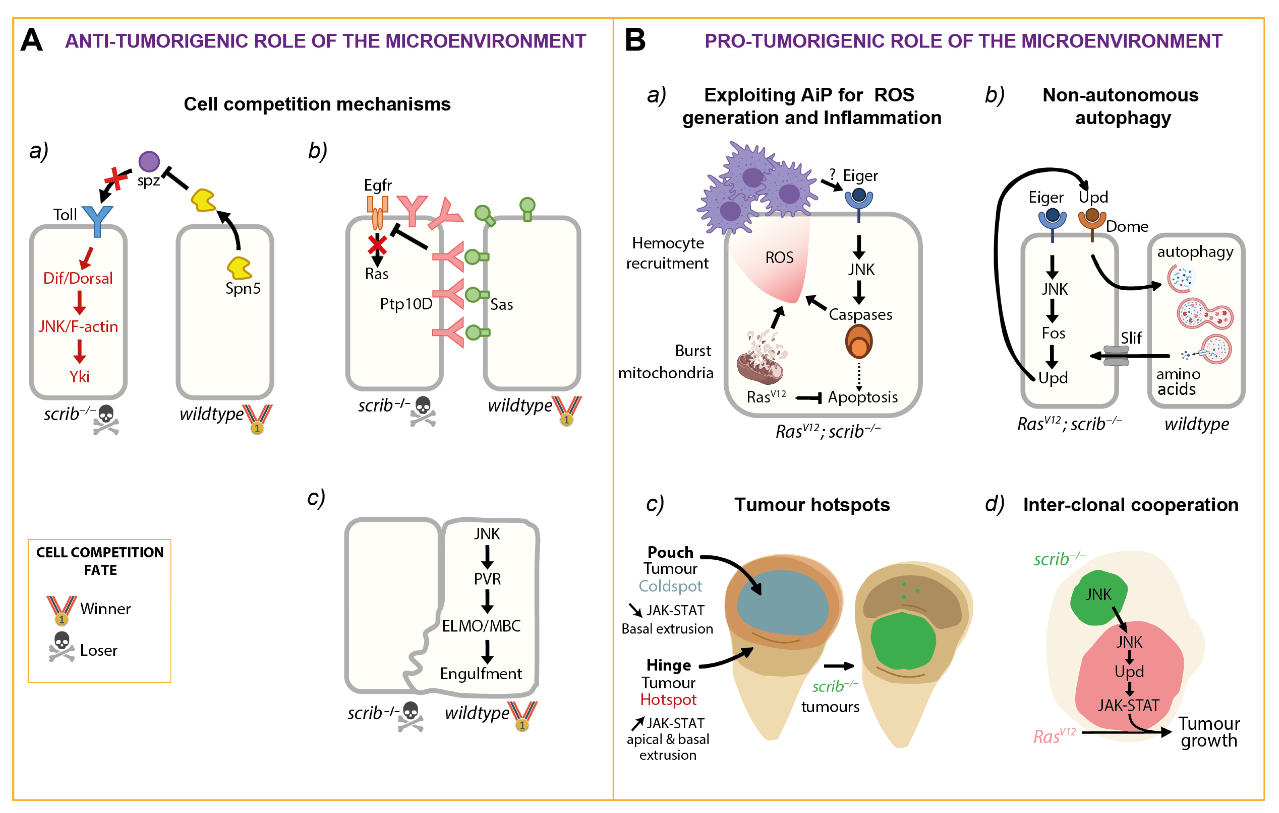 Ijms 22 08873 g003 Ijms 22 08873 g003