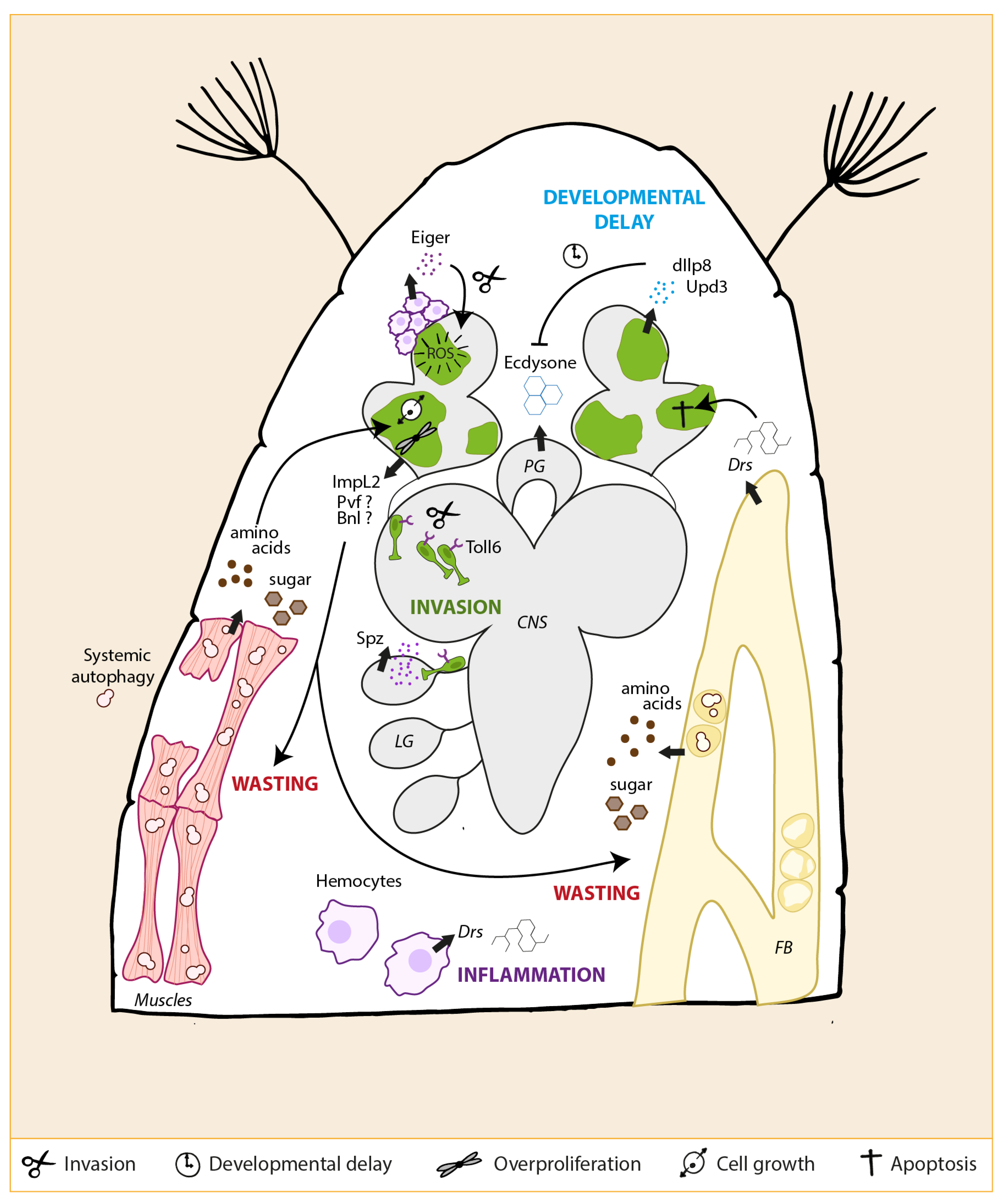 Ijms 22 08873 g004 Ijms 22 08873 g004