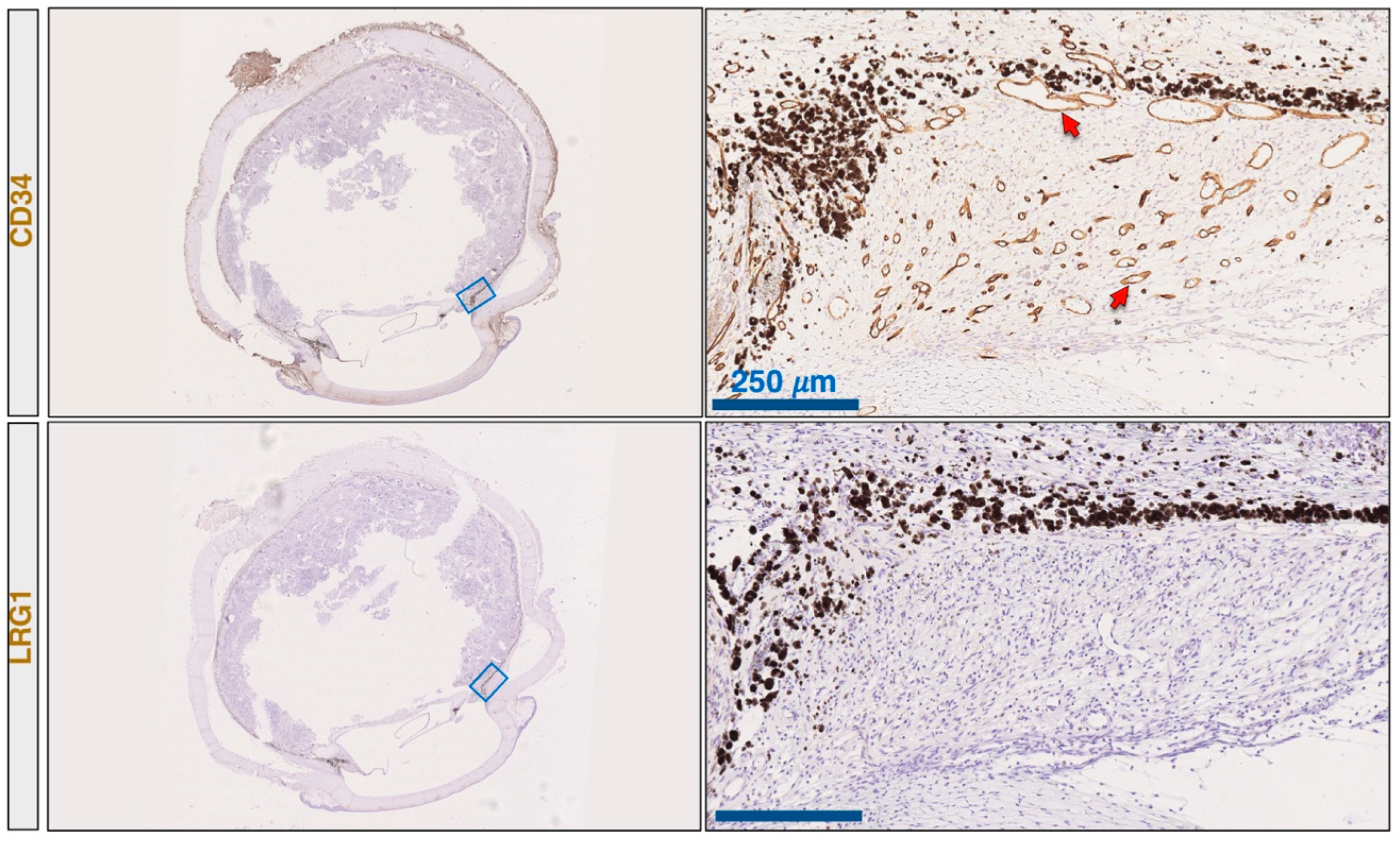 Ijms 22 08879 g0a1 550