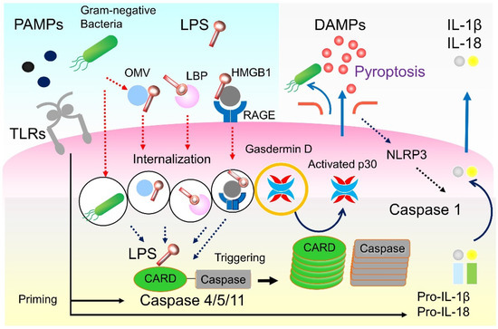 Targeting Cytokines, Pathogen-Associated Molecular Patterns
