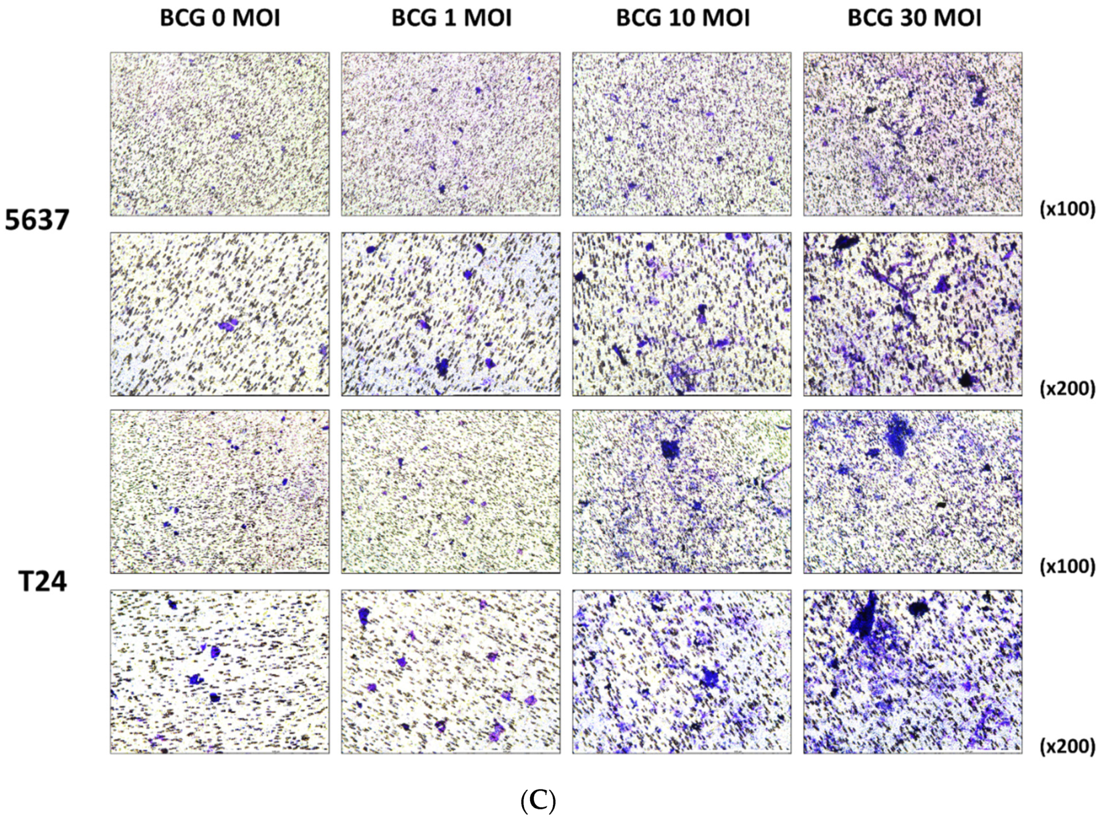 Ijms 22 08887 g005b 550