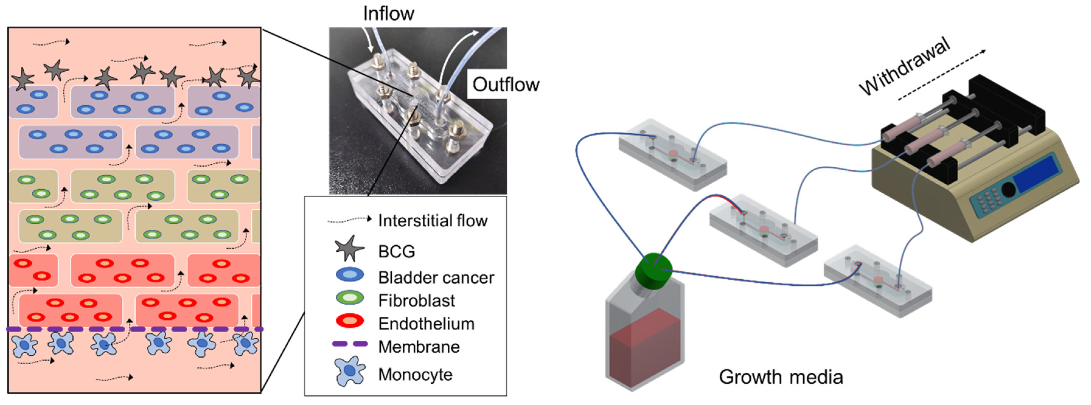 Ijms 22 08887 g006 550