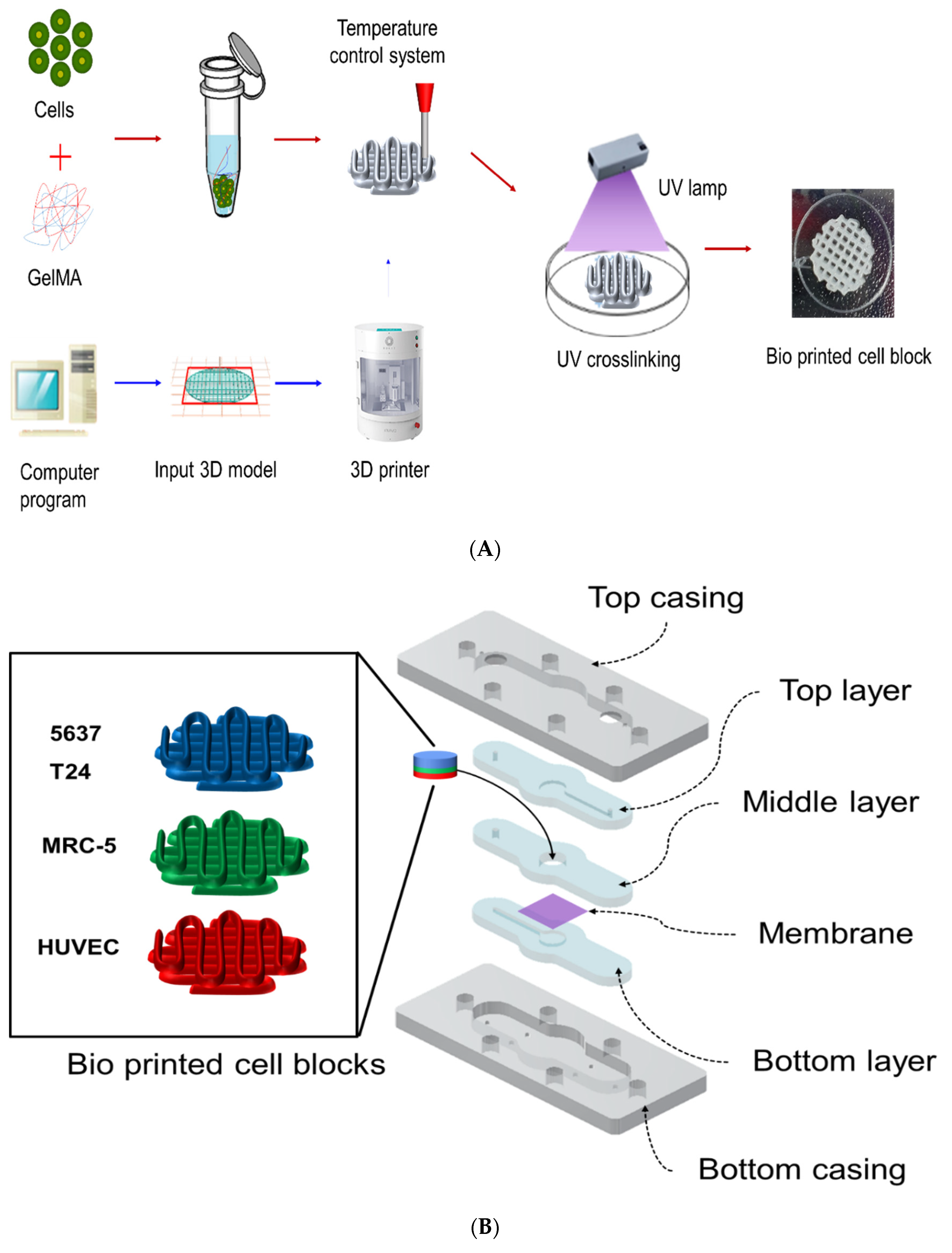 Ijms 22 08887 g007a 550