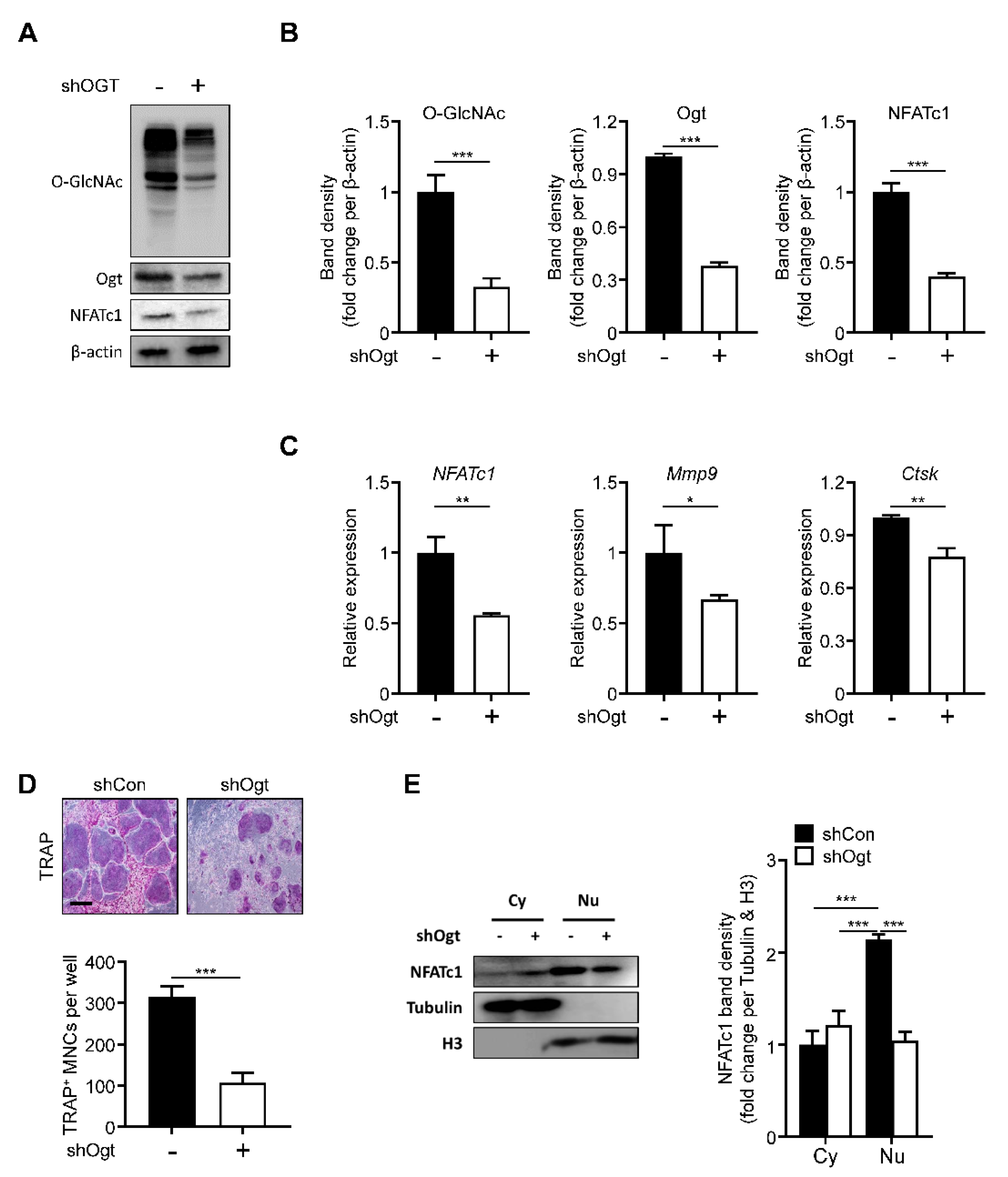 Ijms 22 08888 g004 550