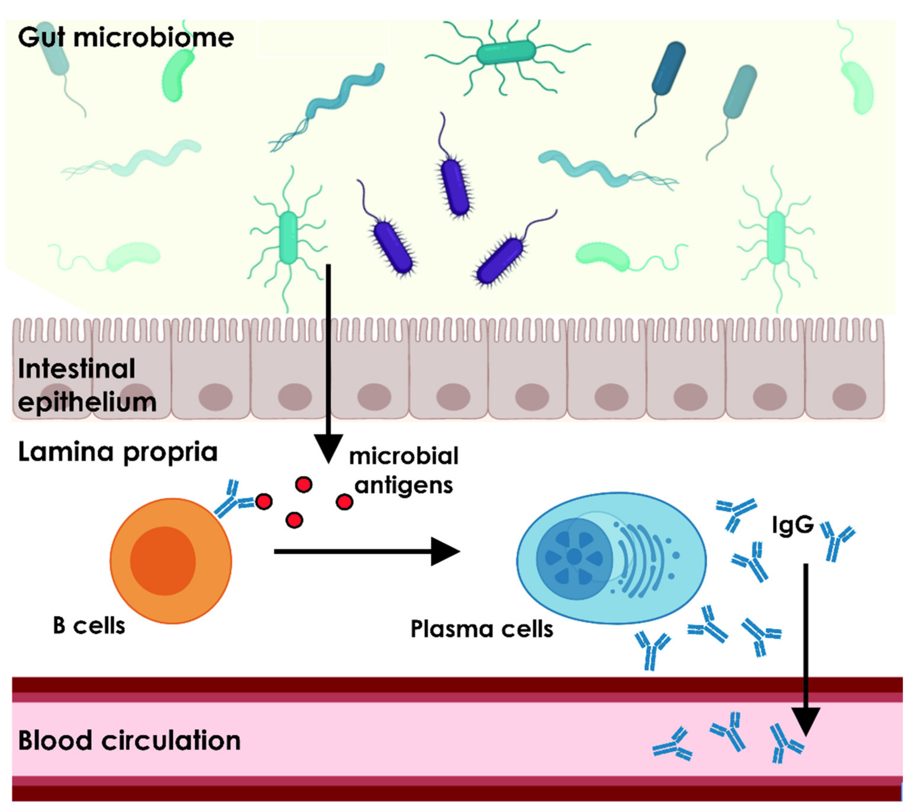 The systemic anti-microbiota IgG repertoire can identify gut