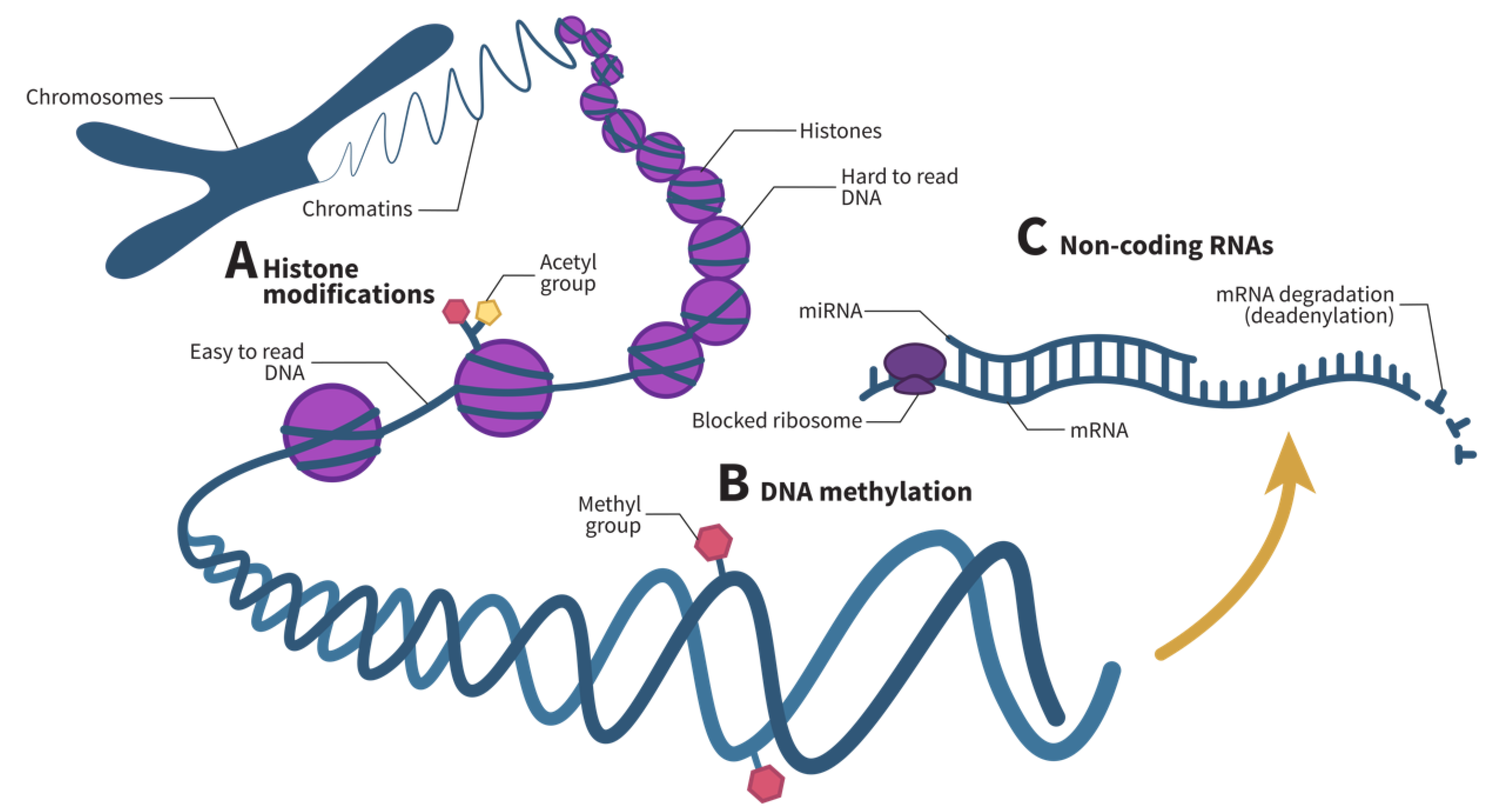 Ijms 22 08921 g002 550