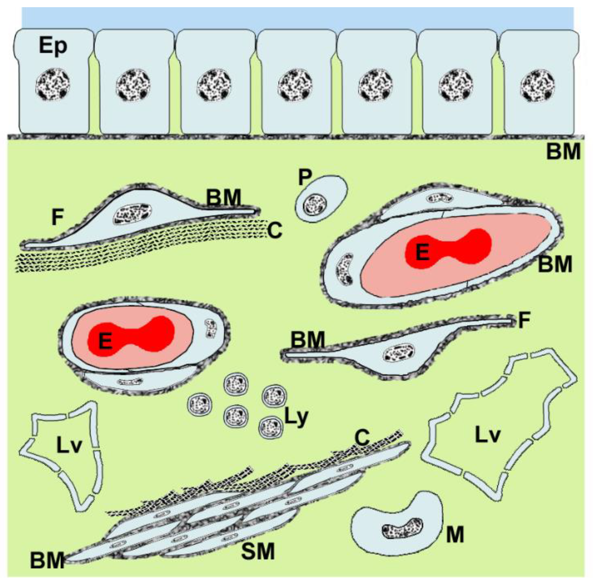 Ijms 22 08932 g003 550