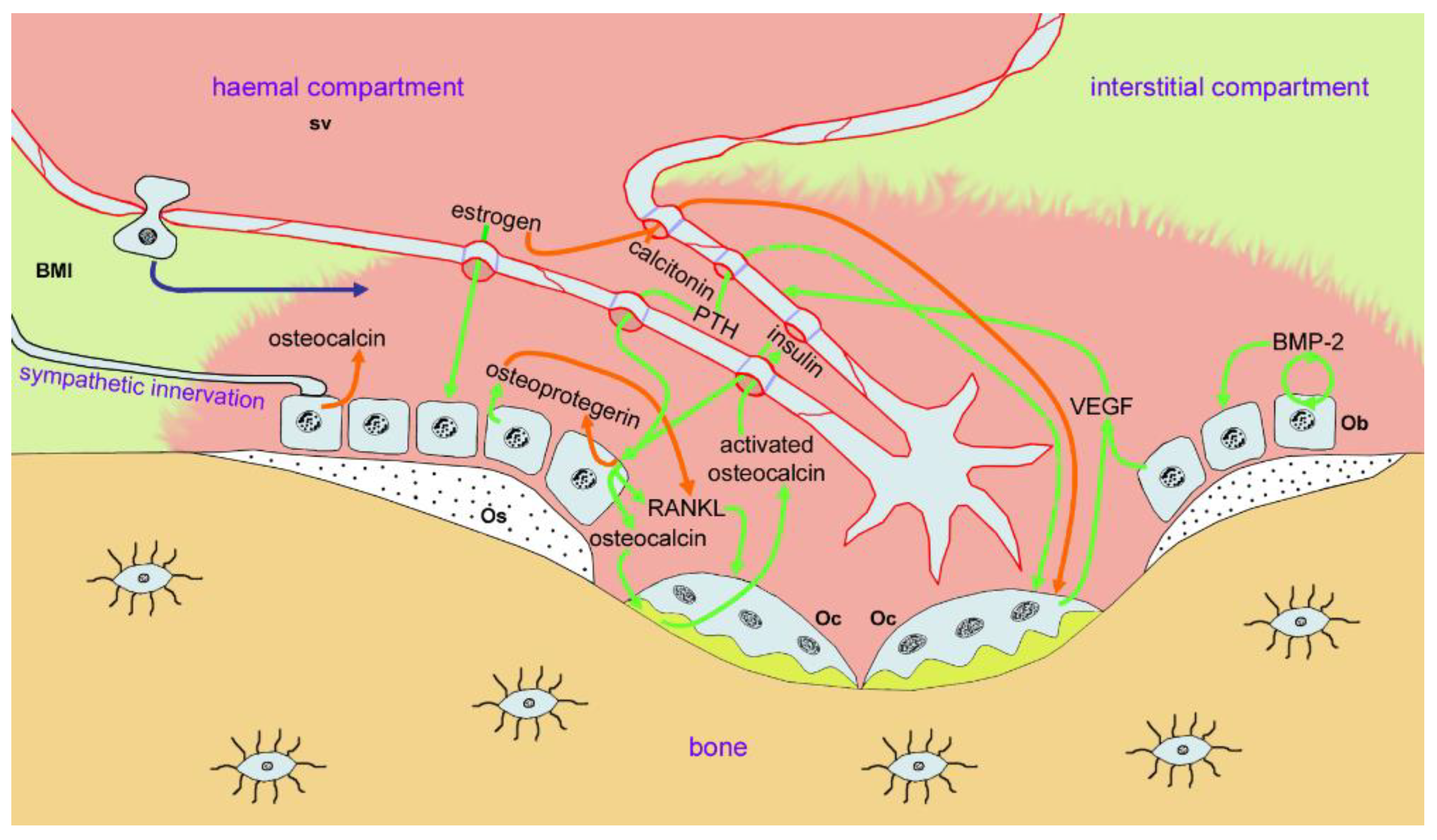 Ijms 22 08932 g005 550