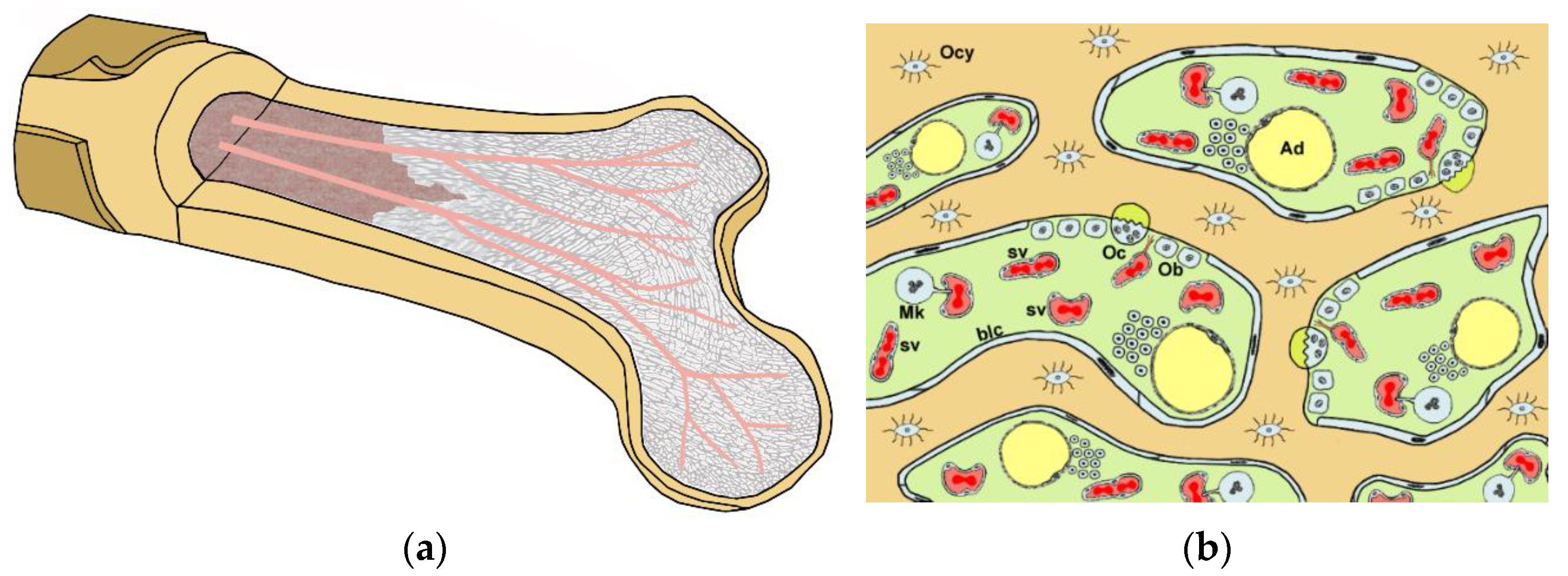 Ijms 22 08932 g006 550