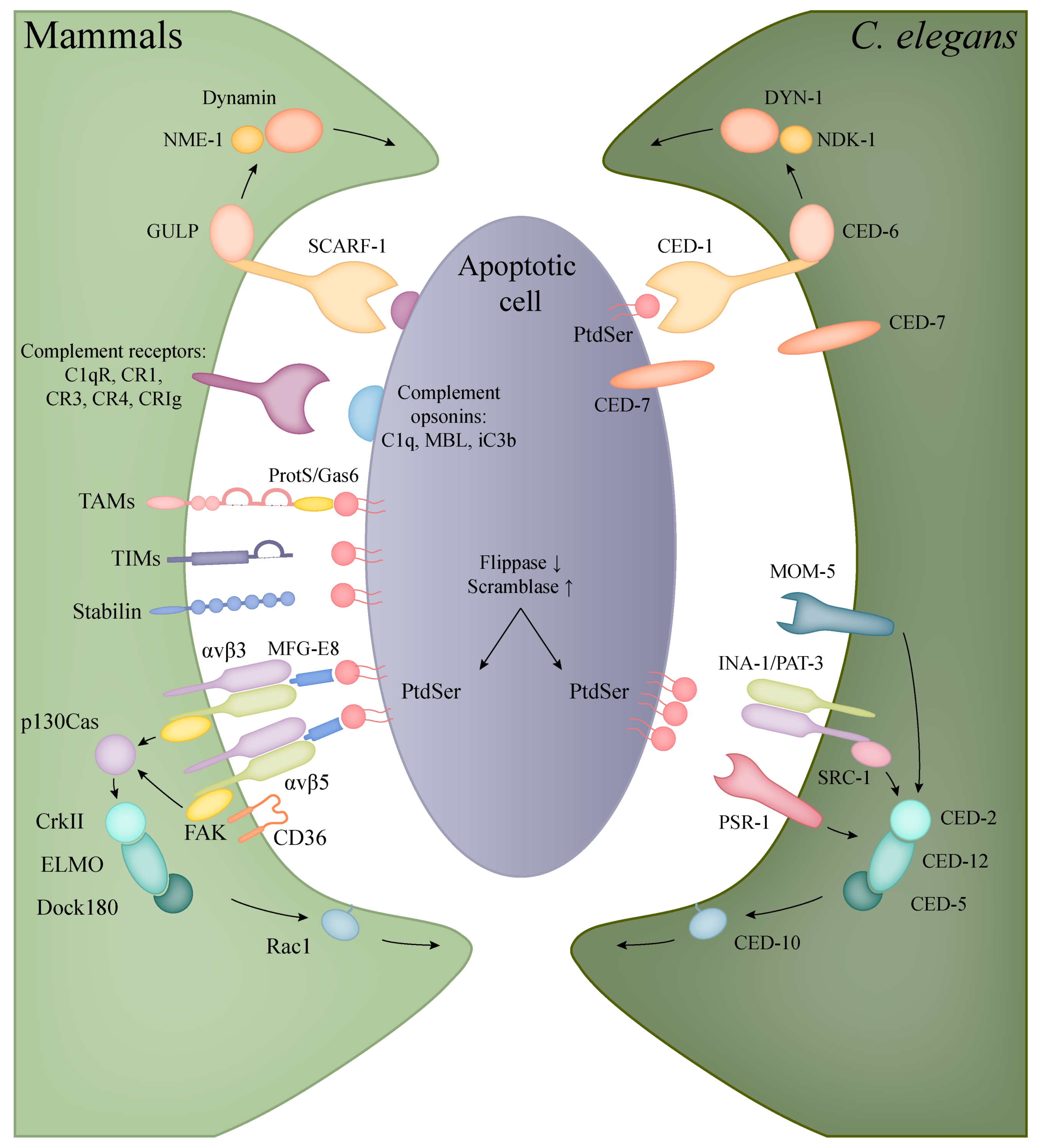 Ijms 22 08934 g002 Ijms 22 08934 g002