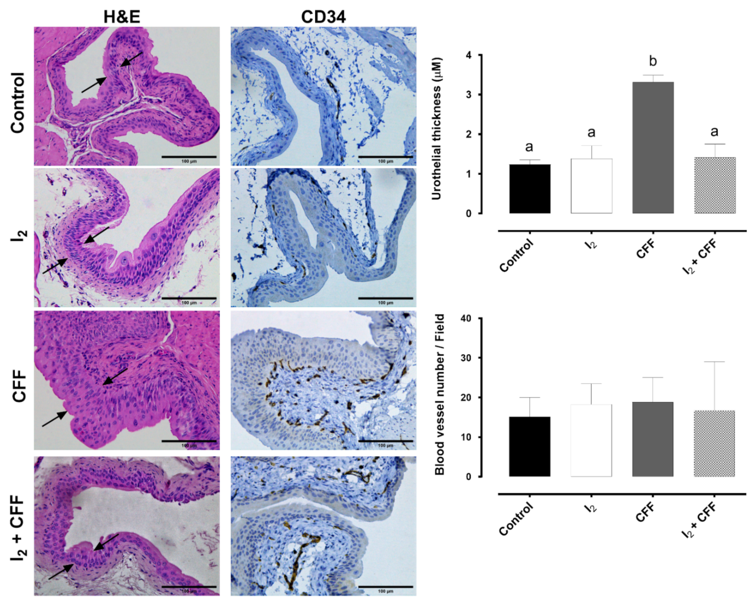 Ijms 22 08936 g008 Ijms 22 08936 g008