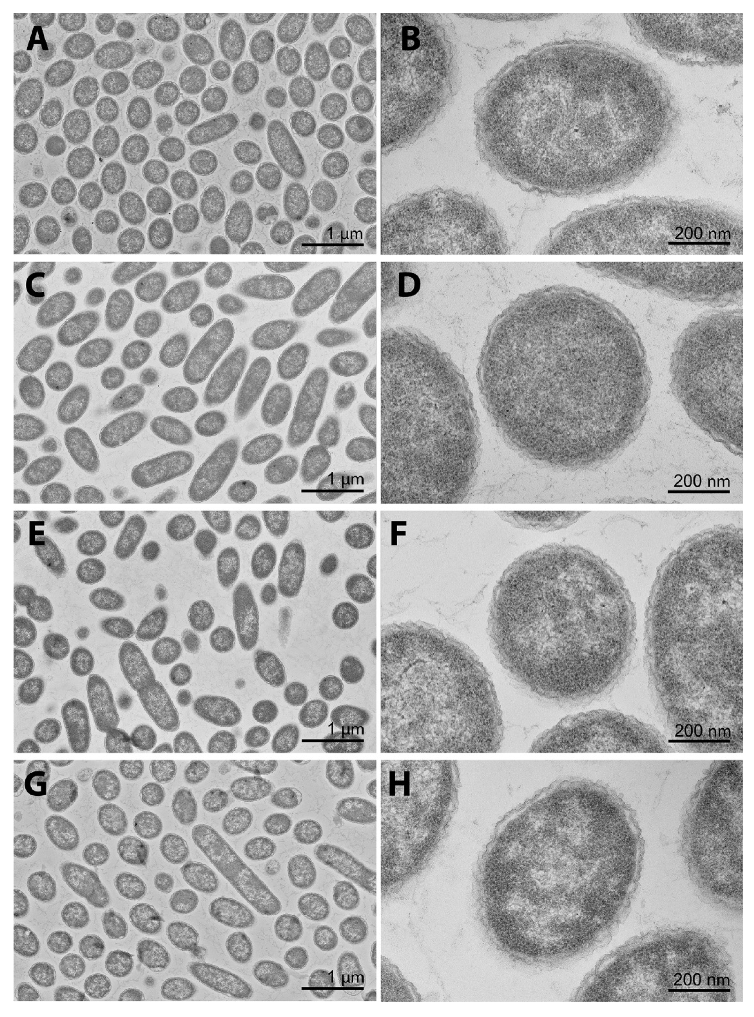 Novel Insight into the Effects of CpxR on Salmonella enteritidis Cells during the Chlorhexidine Treatment and Non-Stressful Growing Conditions Novel Insight into the Effects of CpxR on Salmonella enteritidis Cells during the Chlorhexidine Treatment and Non-Stressful Growing Conditions