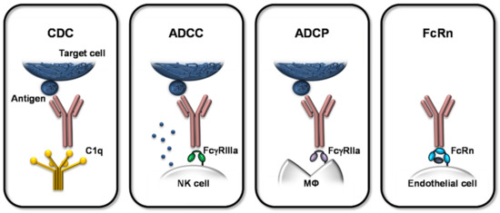 The Role of Fc Receptors on the Effectiveness of Therapeutic Monoclonal ...