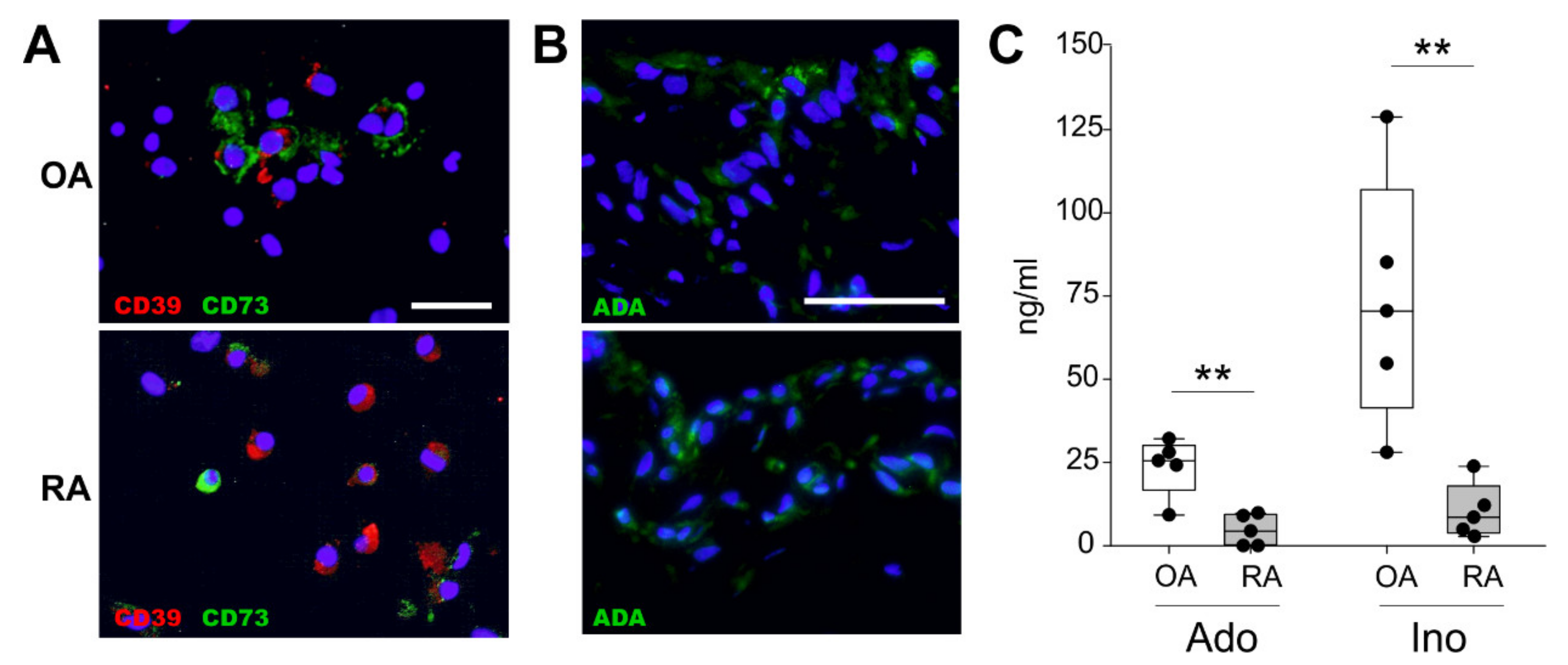 Ijms 22 08956 g001 Ijms 22 08956 g001