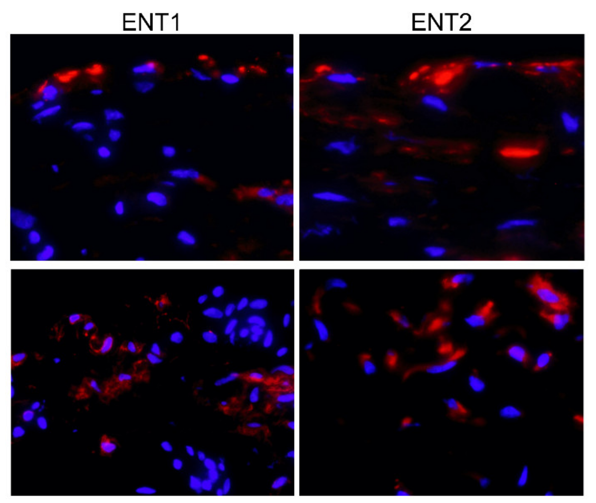 Ijms 22 08956 g002 Ijms 22 08956 g002