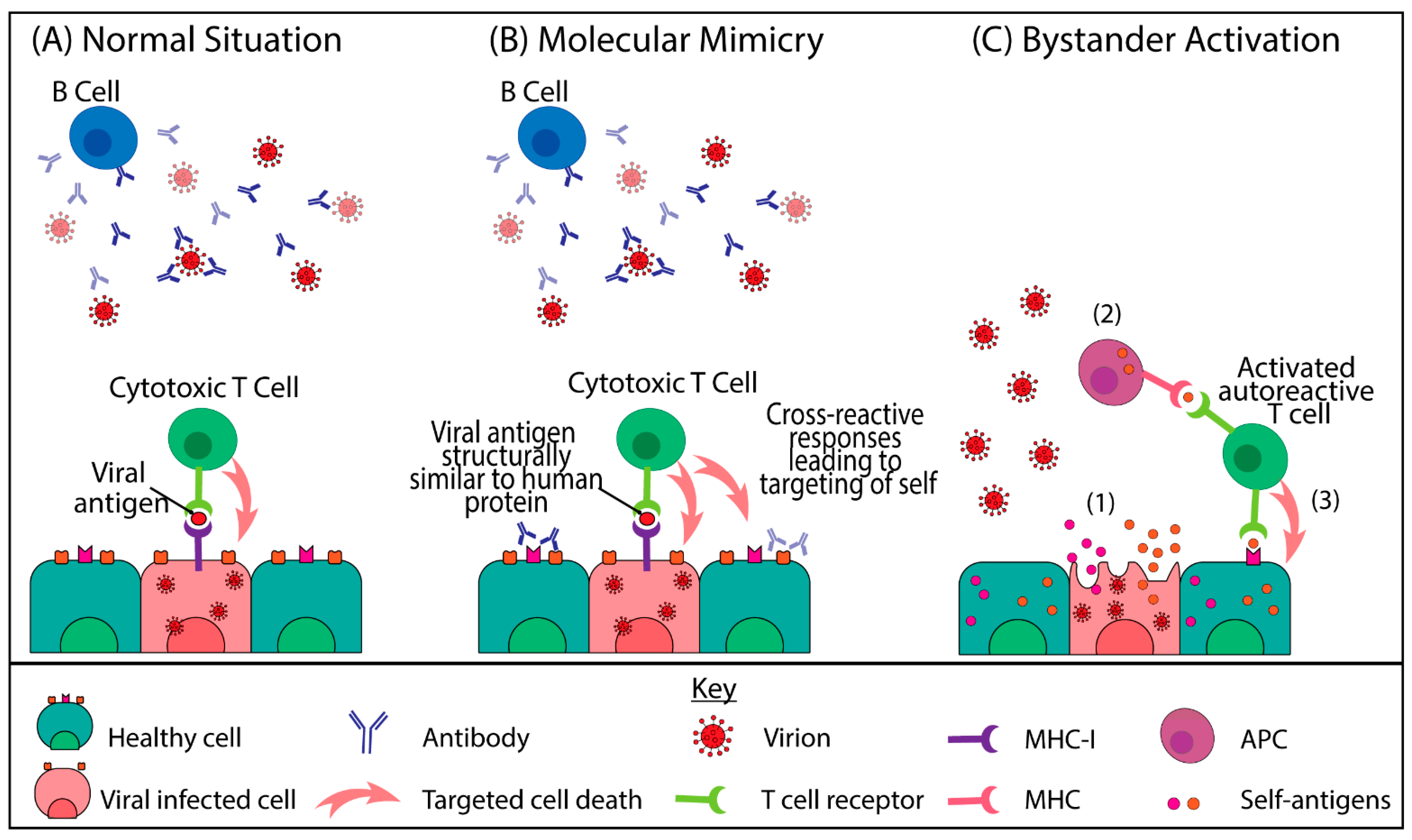 Researchers discover differing immune response leads to worse COVID  outcomes for men- Princeton Engineering