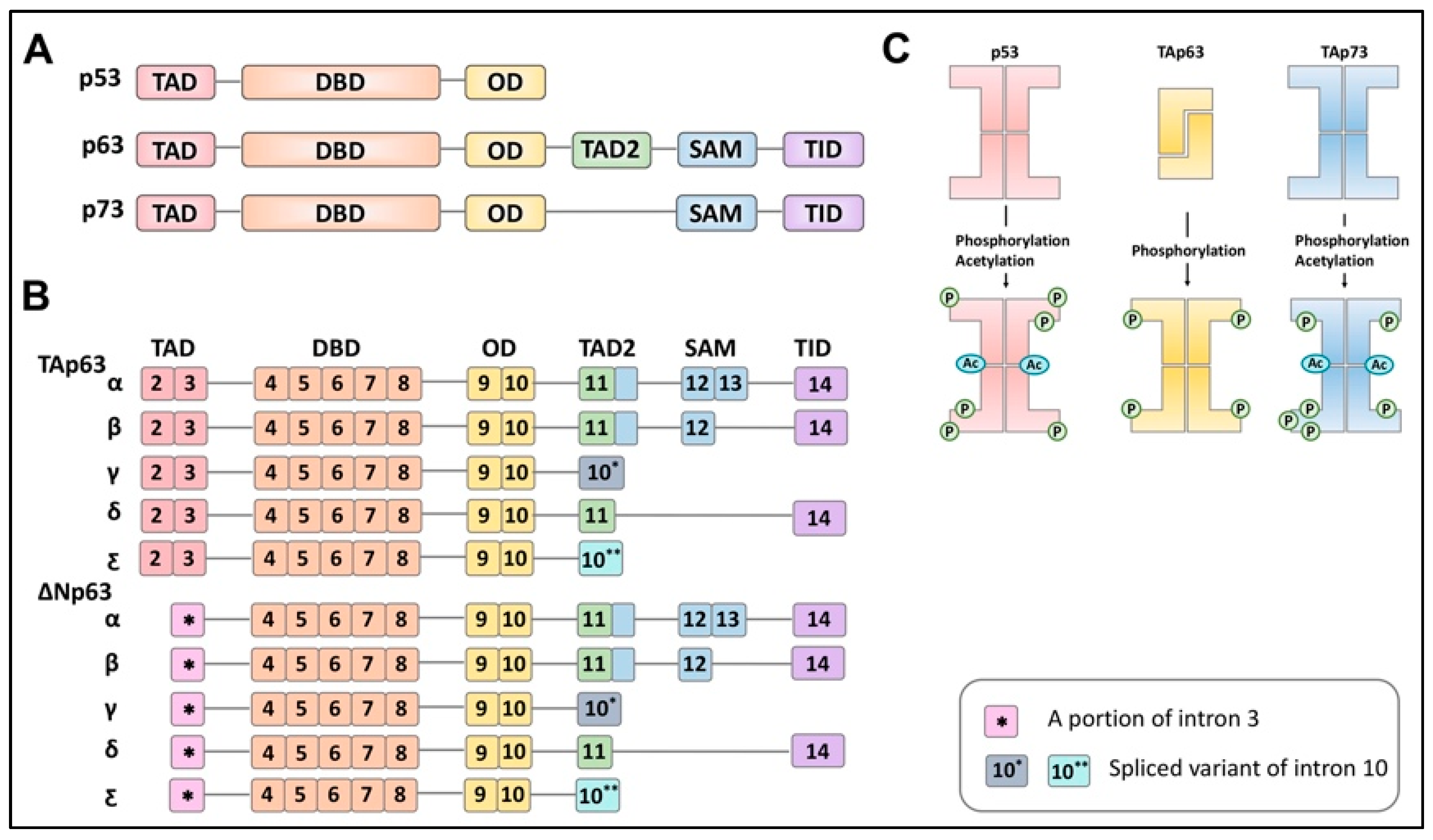 Ijms 22 08968 g001 Ijms 22 08968 g001