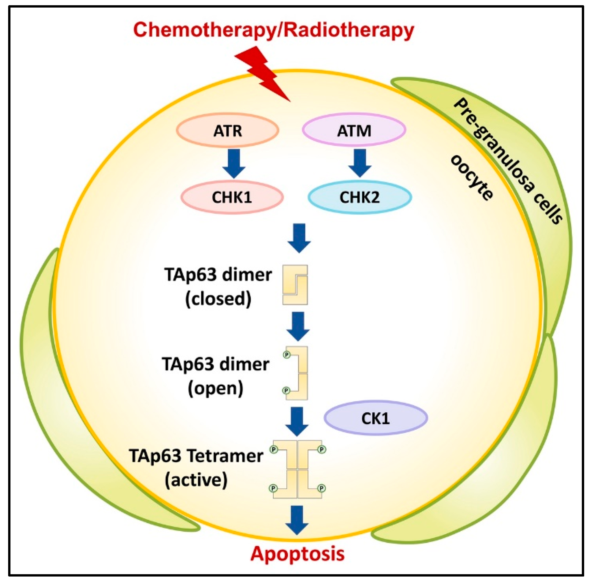 Ijms 22 08968 g003 Ijms 22 08968 g003